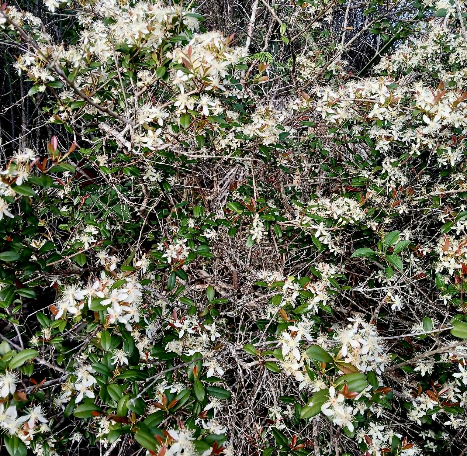 Eugenia ligustrina - 1 fresh seed / 1 frischer Samen