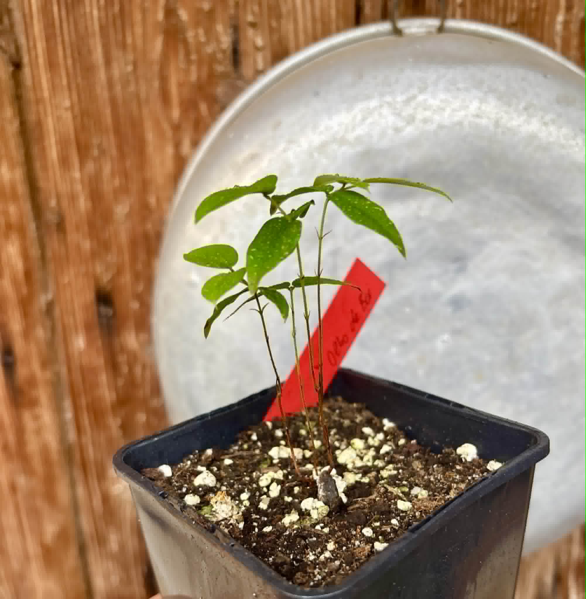 Plinia coronata var. Olho de Boi Seleção - 1 potted seedling / 1 getopfter Sämling