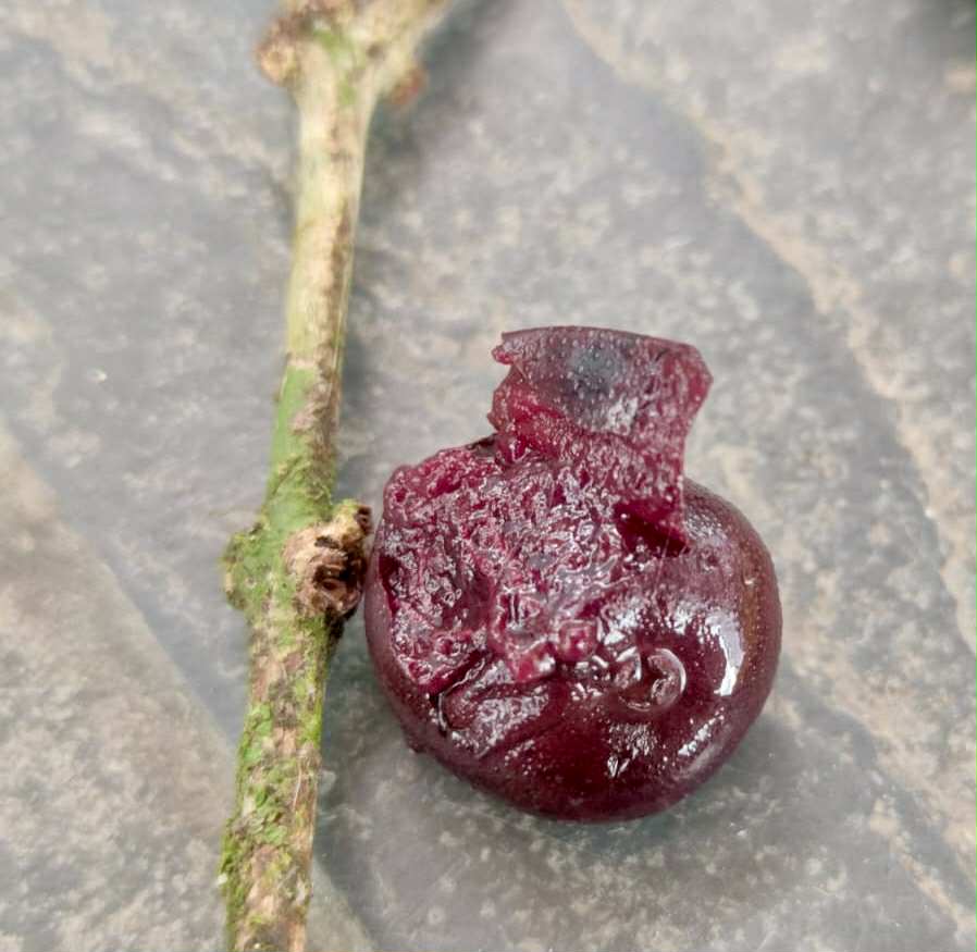 Eugenia cf flamingensis var. Folha miuda - 1 fresh seed / 1 frischer Samen