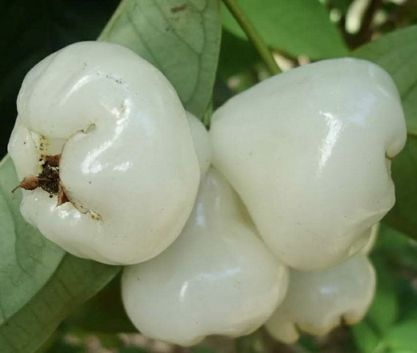 Syzygium aqueum - Water Apple - 1 rooted cutting - 1 bewurzelter Steckling