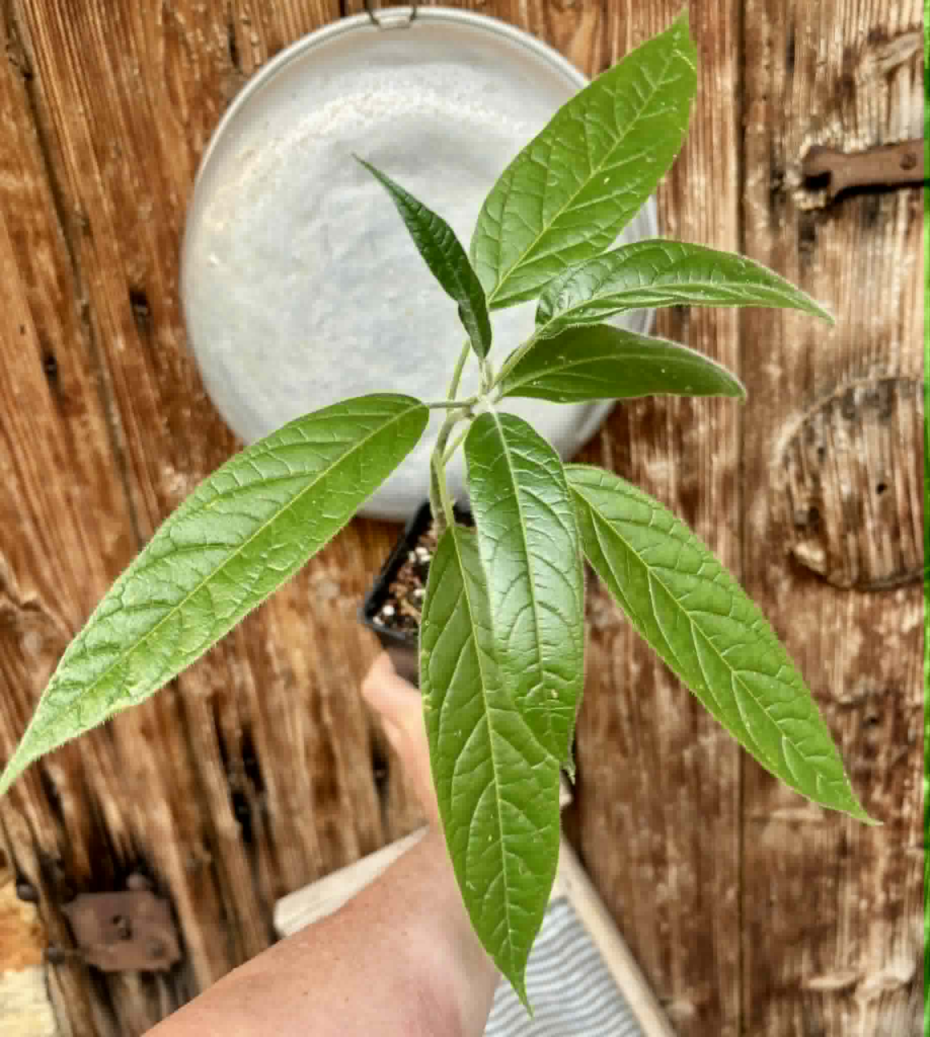 Solanum luridifuscescens - Tomatao Verde Piloso - 1 potted seedling / 1 getopfter Sämling