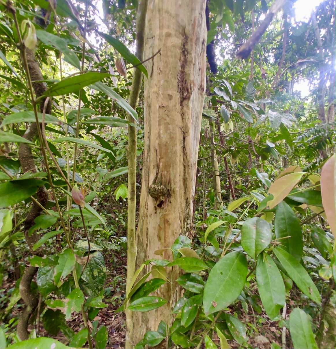 Eugenia sp Ametista - 1 fresh seed / 1 frischer Samen