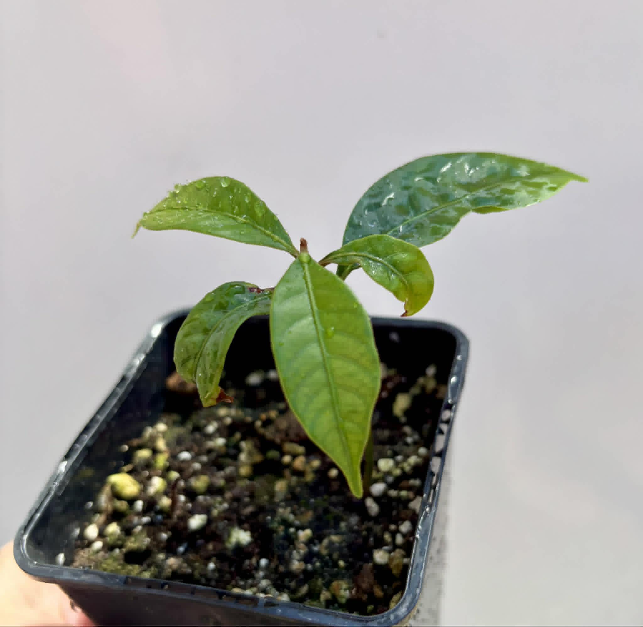 Pouteria bangii - 1 potted plant / 1 getopfte Pflanze