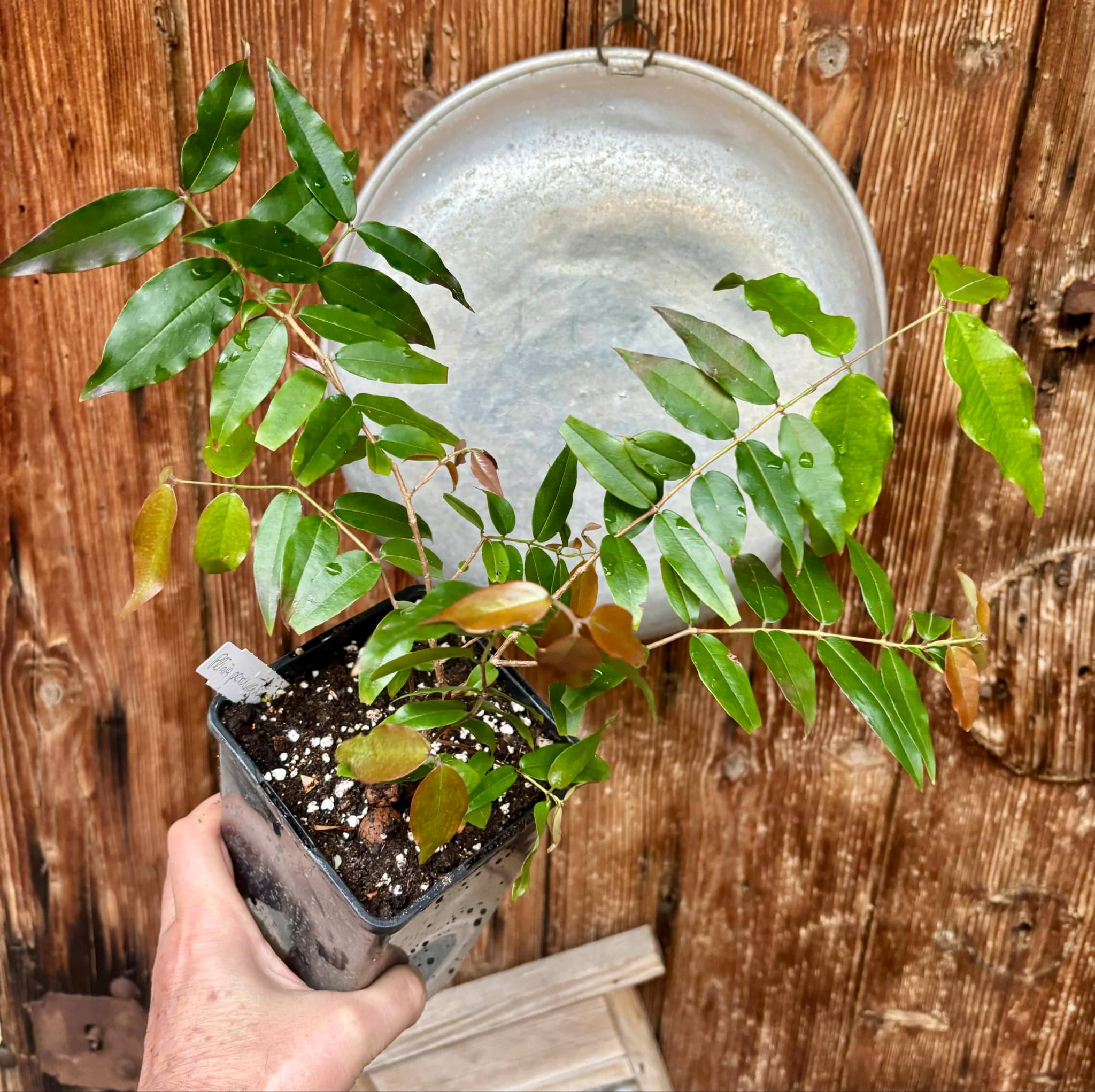 3 years old - Plinia sp peruana - 1 potted plant / 1 getopfte Pflanze