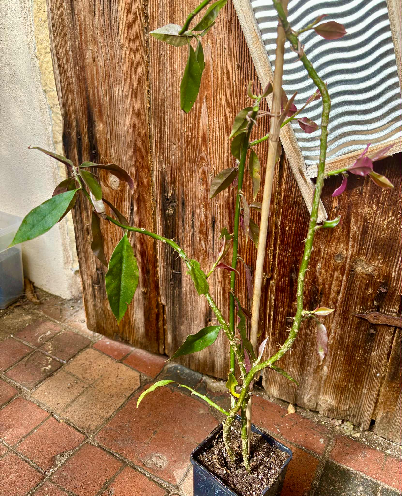 0.8m plant - Barbados Gooseberry - Pereskia aculeata - 1 potted plant / 1 getopfte Pflanze 0.8m plant - Barbados Gooseberry - Pereskia aculeata - 1 potted plant / 1 getopfte Pflanze