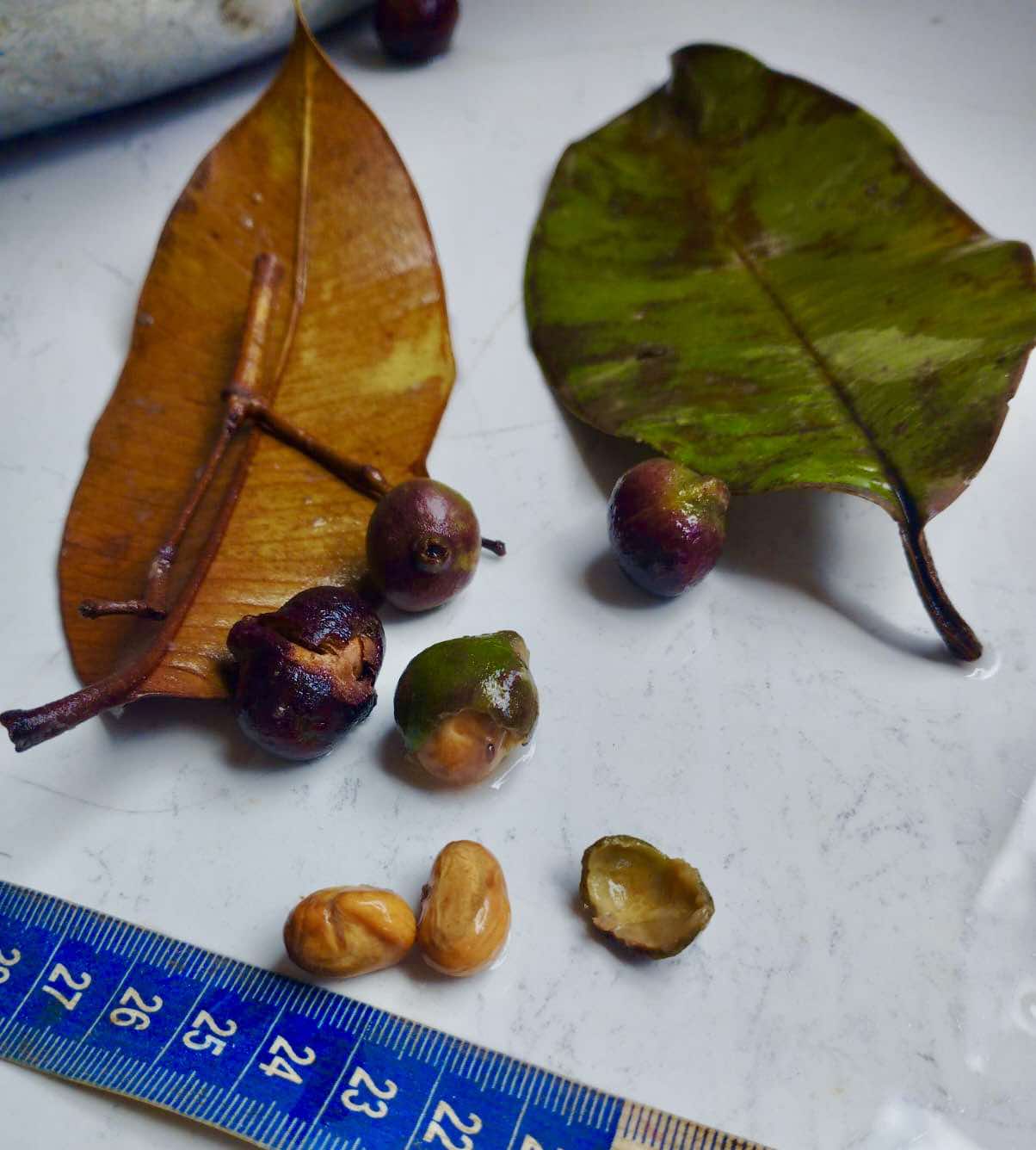 Myrcia micropetala -  1 fresh seed / 1 frischer Samen