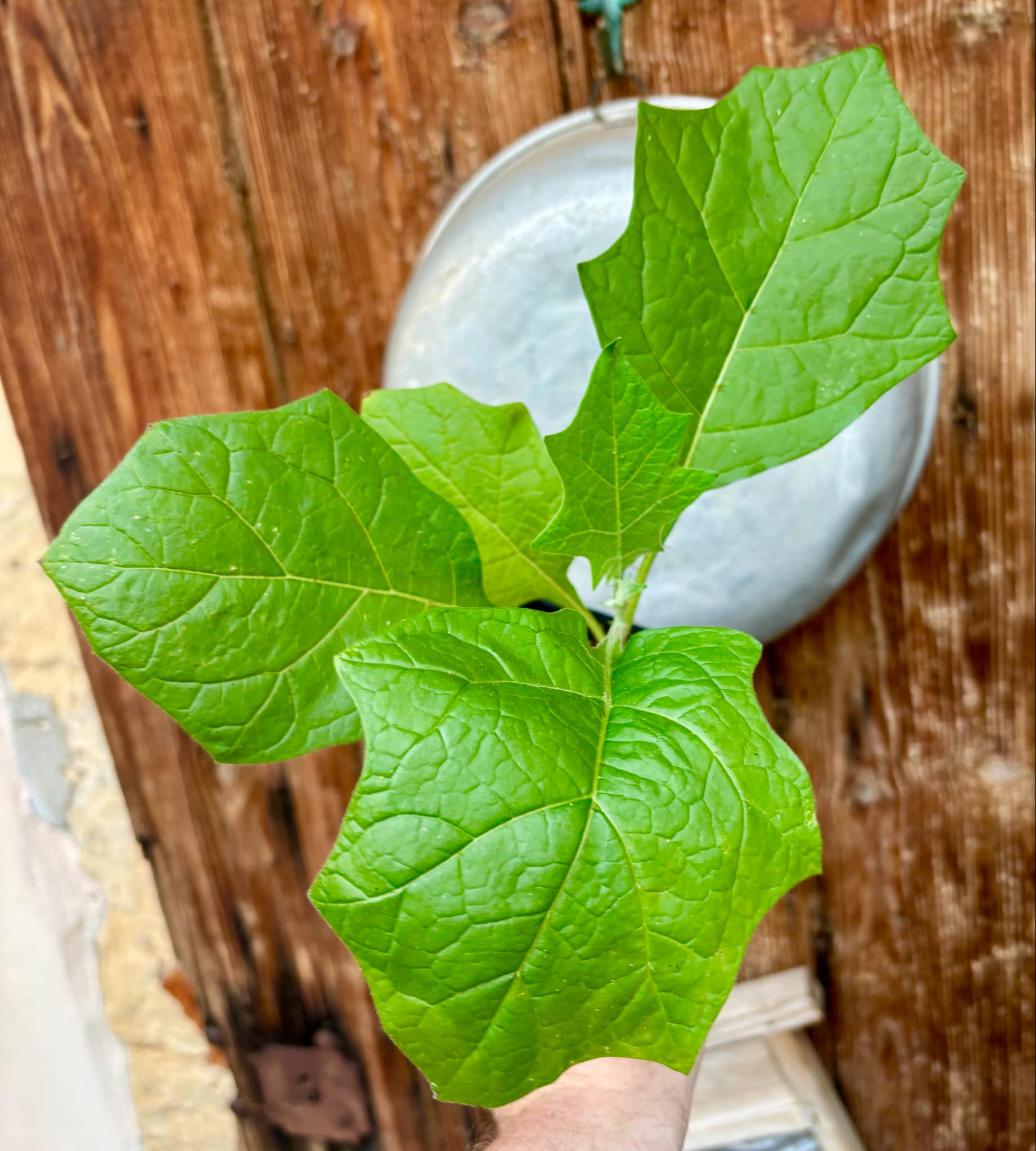 Juã-Açu - Solanum oocarpum - 1 potted plant / 1 getopfte Pflanze