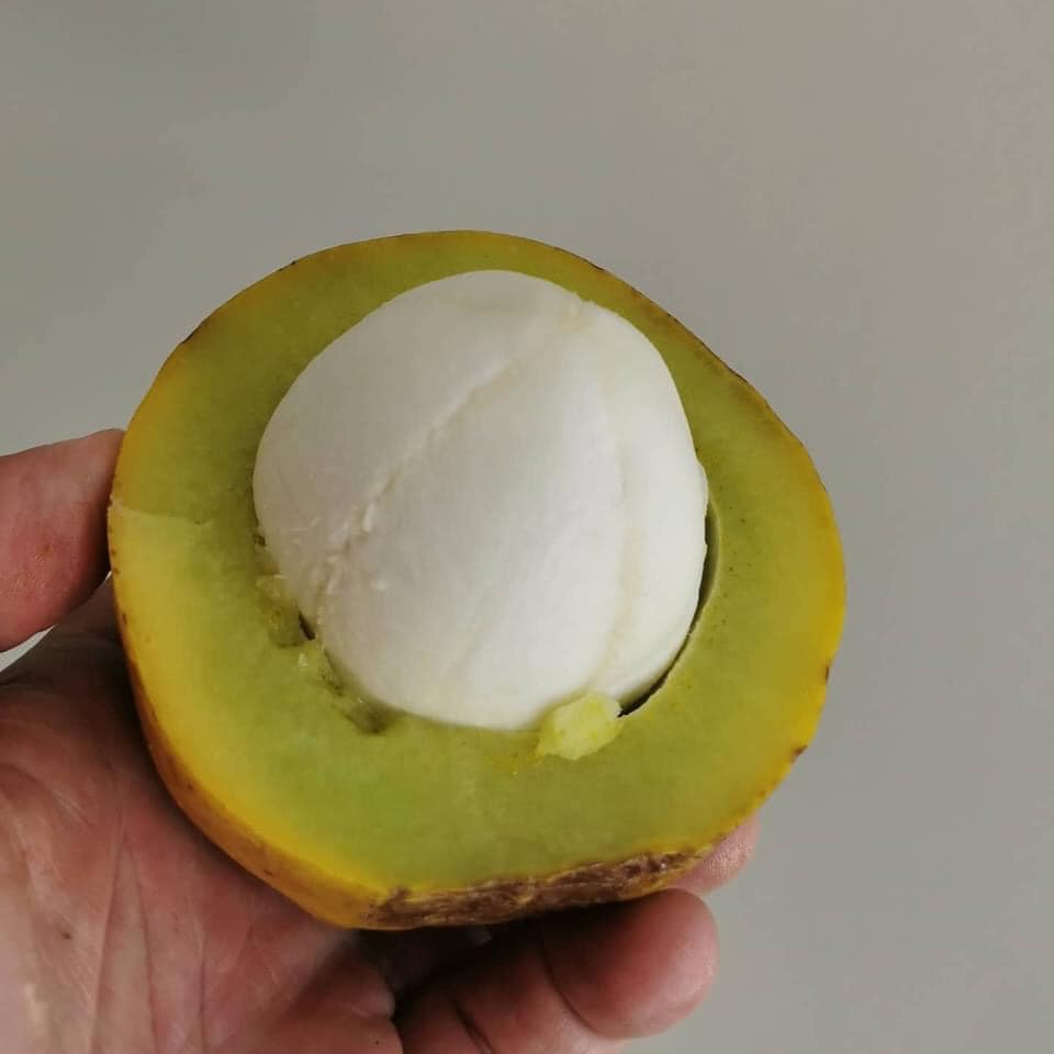 Platonia insignis - Bacuriacu -   1 germinated seed / 1 gekeimter Samen