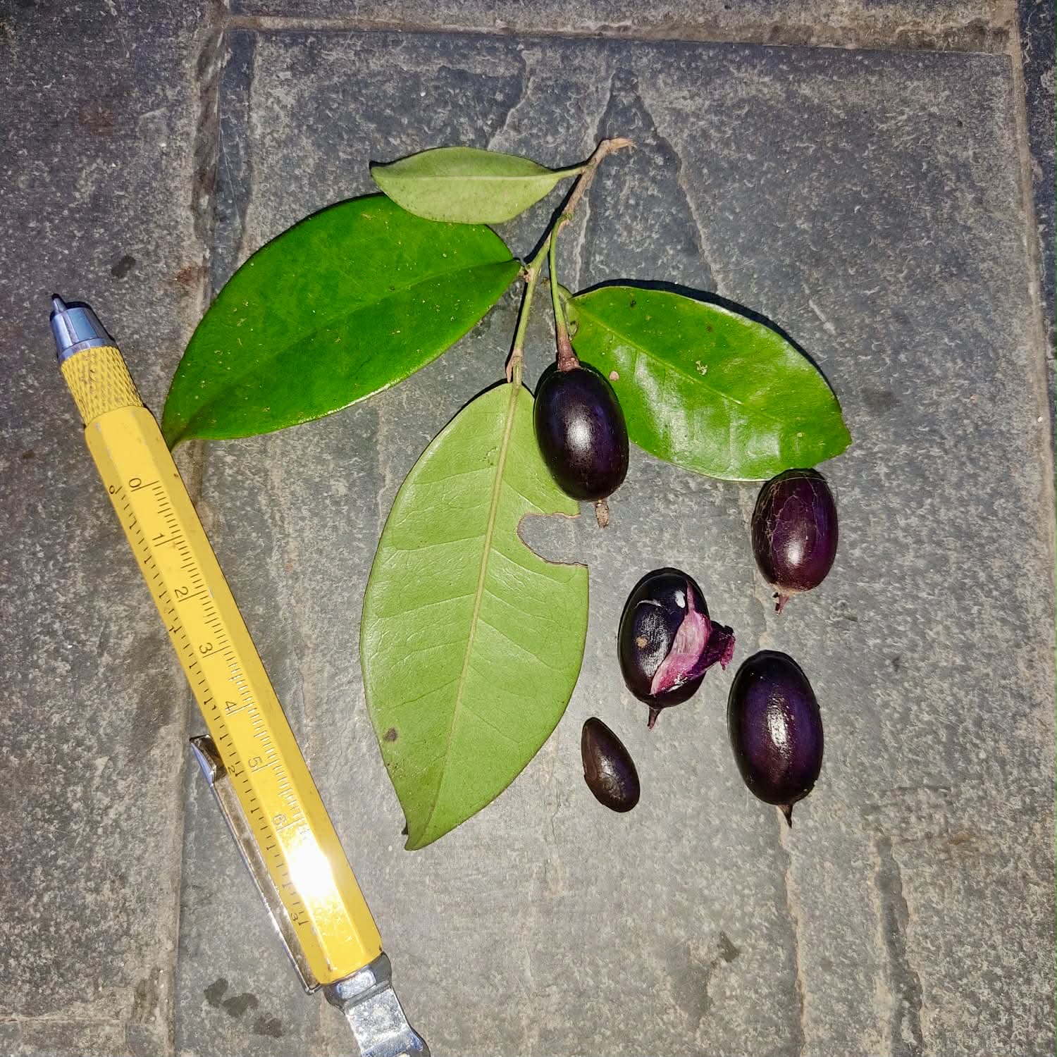 Pre Order - Chrysophyllum sp. Sabiá -  1 fresh seed / 1 frischer Samen