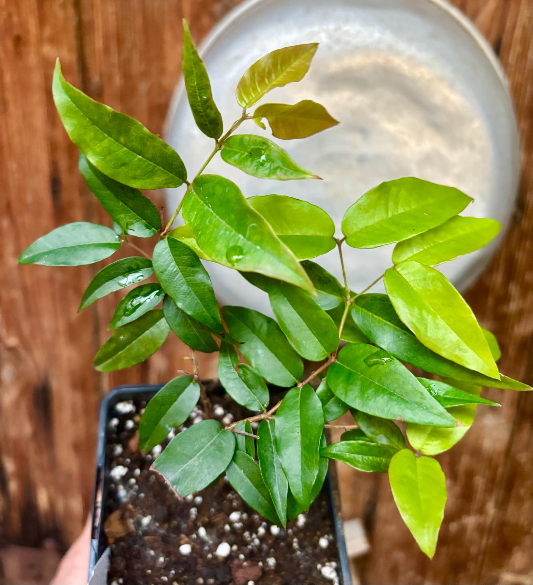 over 2 years old - Jaboticaba Acu Paulista (Plinia cauliflora) - 1 potted plant / 1 getopfte Pflanze