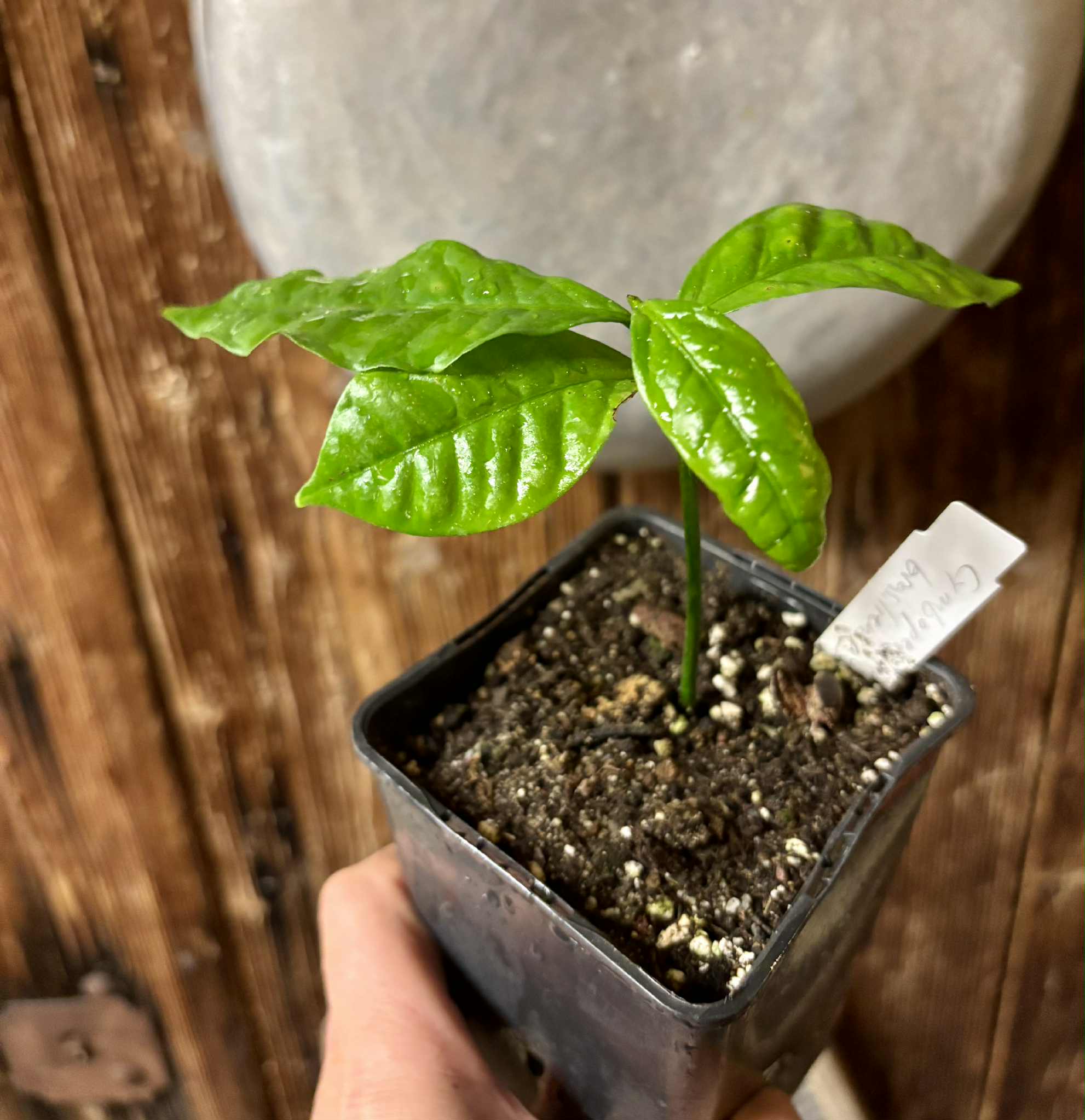 Cymbopetalum brasiliensis - 1 potted seedling / 1 getopfter Sämling