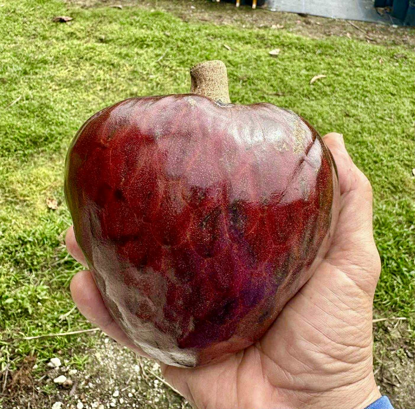 Annona reticulata var Ruby Heart- 1 fresh seed / 1 frischer Samen
