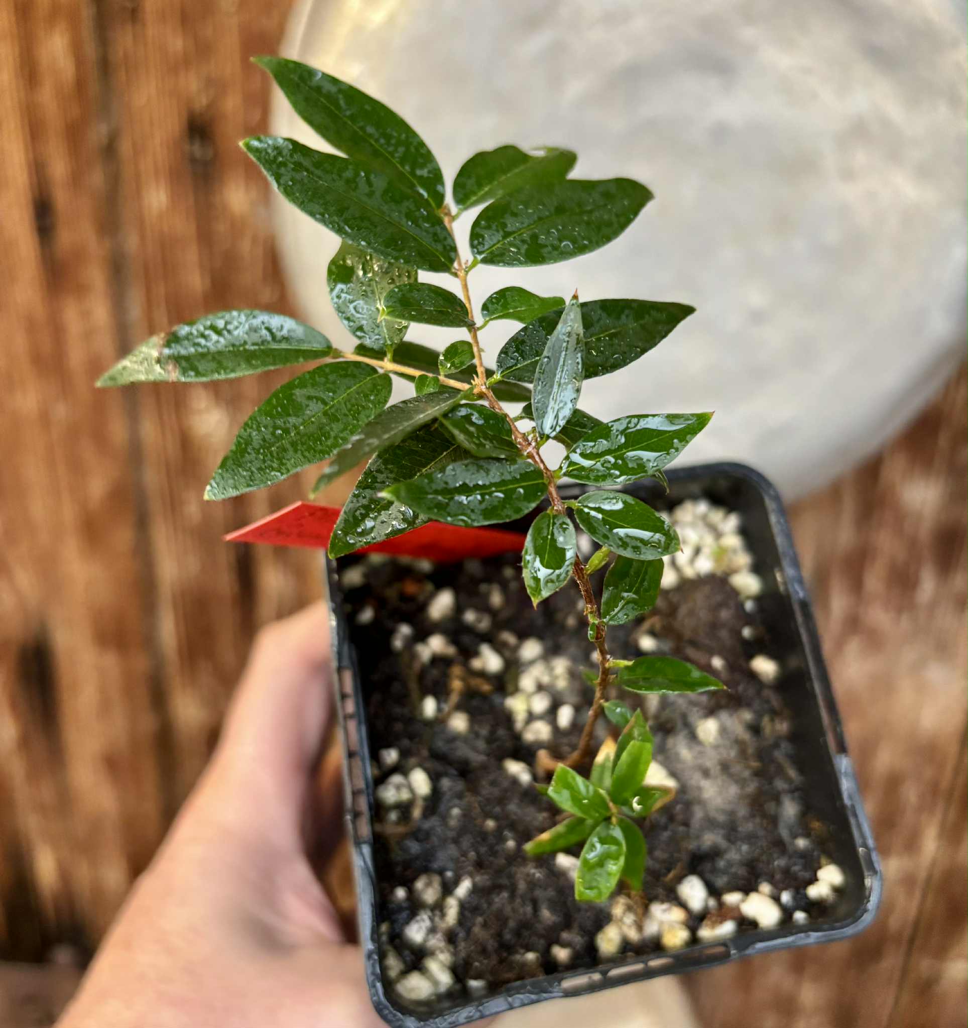 Plinia sp Giant Piray Argentina - 1 potted plant / 1 getopfte Pflanze