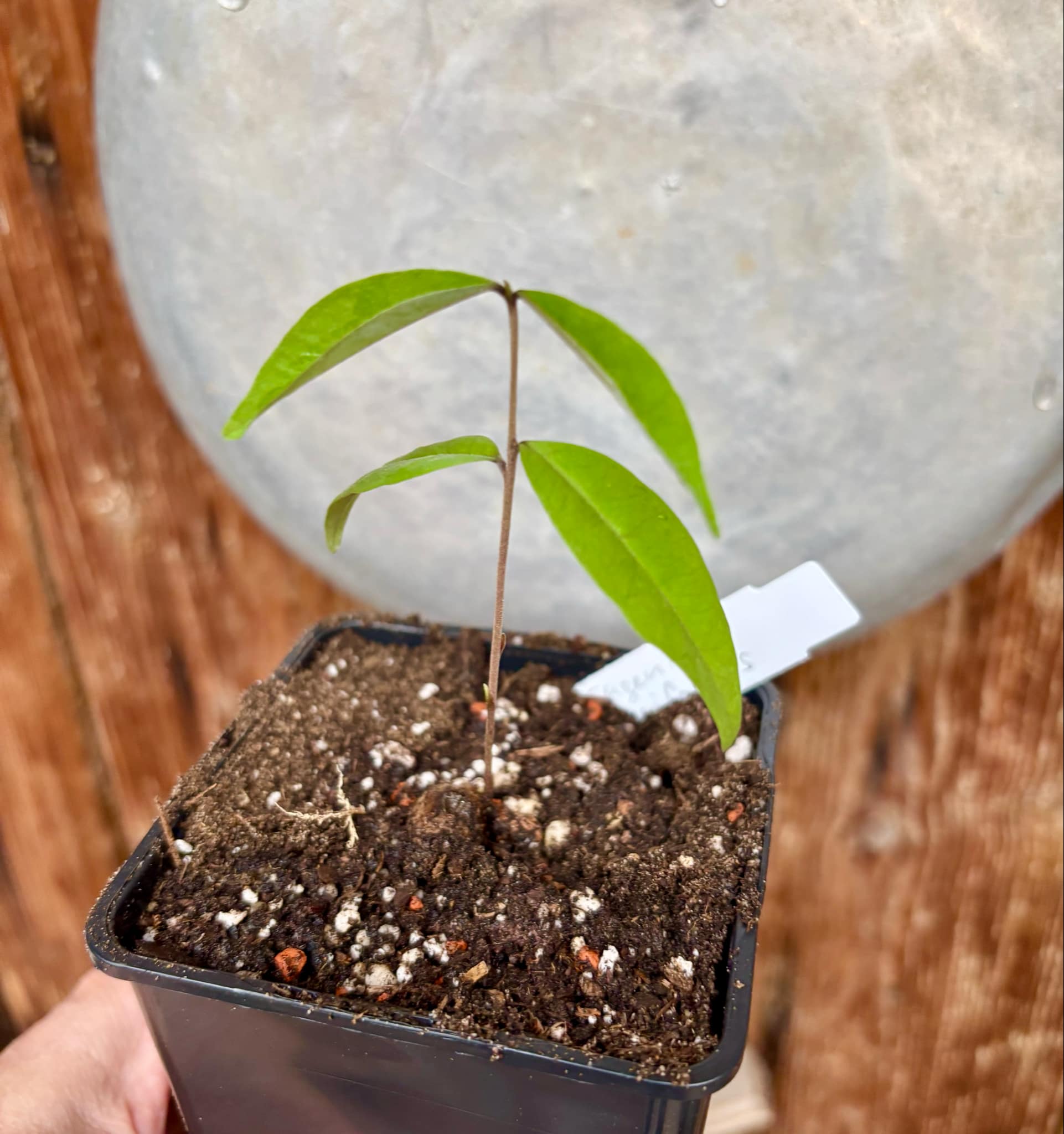 Eugenia pisiformis - Uvaia vermelha da mata - 1 potted seedling / 1  getopfter Sämling