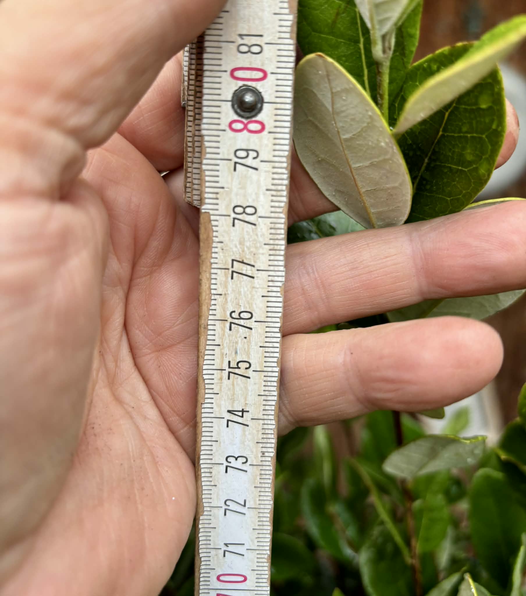 4 years old - Feijoa (Acca sellowiana)  - 1 potted plant / 1 getopfte Pflanze