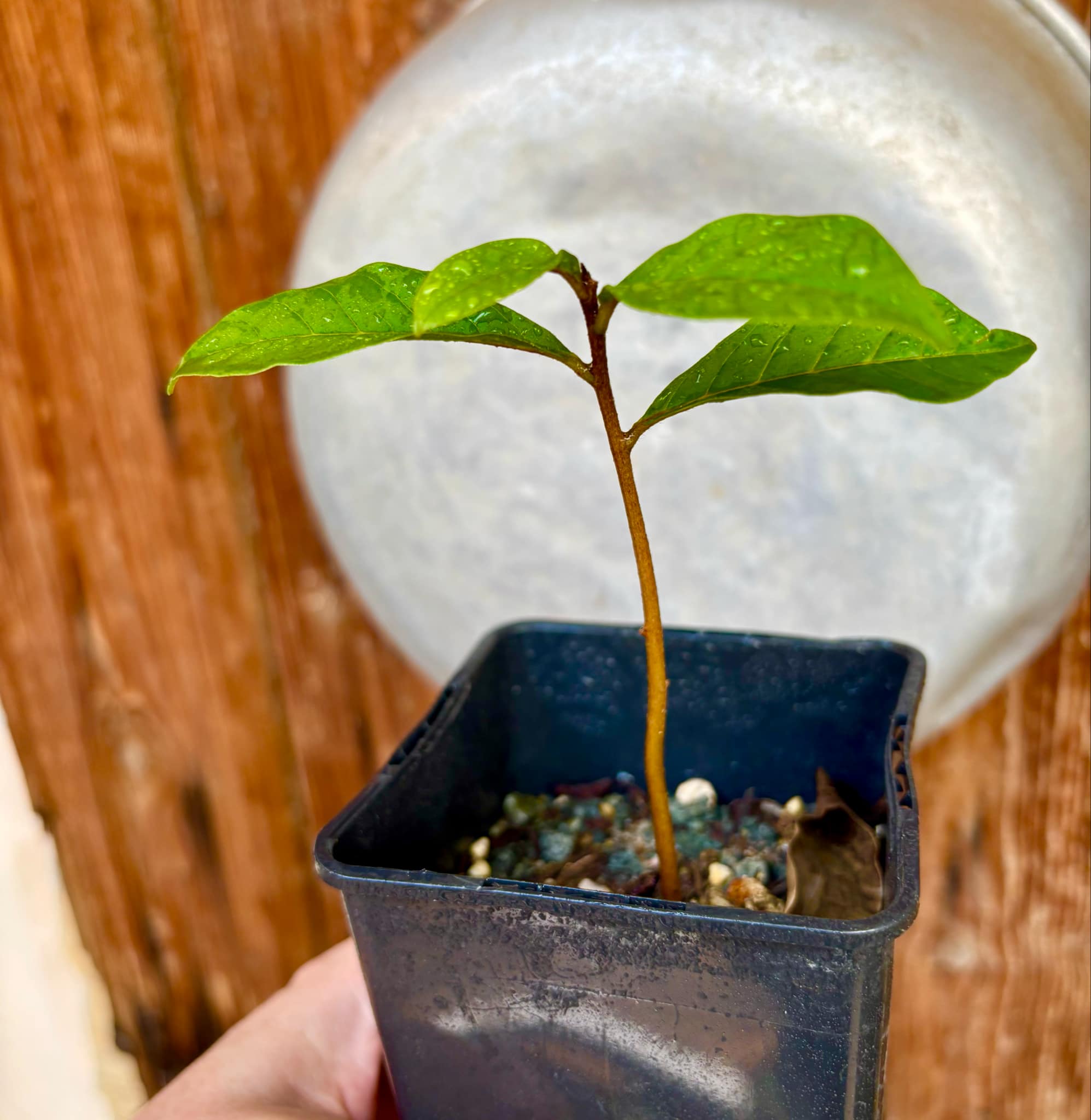 Marmixa (Pradosia lactescens) - 1 potted plant / 1 getopfte Pflanze