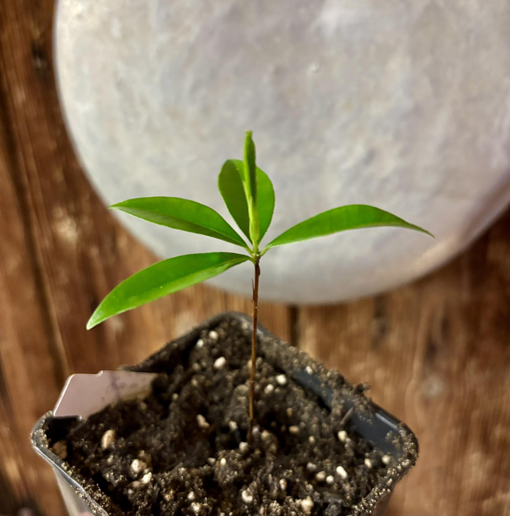 Yellow Grumixama (Eugenia brasiliensis var. leucocarpa) - 1 small potted seedling / 1 kleiner, getopfter Sämling Yellow Grumixama (Eugenia brasiliensis var. leucocarpa) - 1 small potted seedling / 1 kleiner, getopfter Sämling