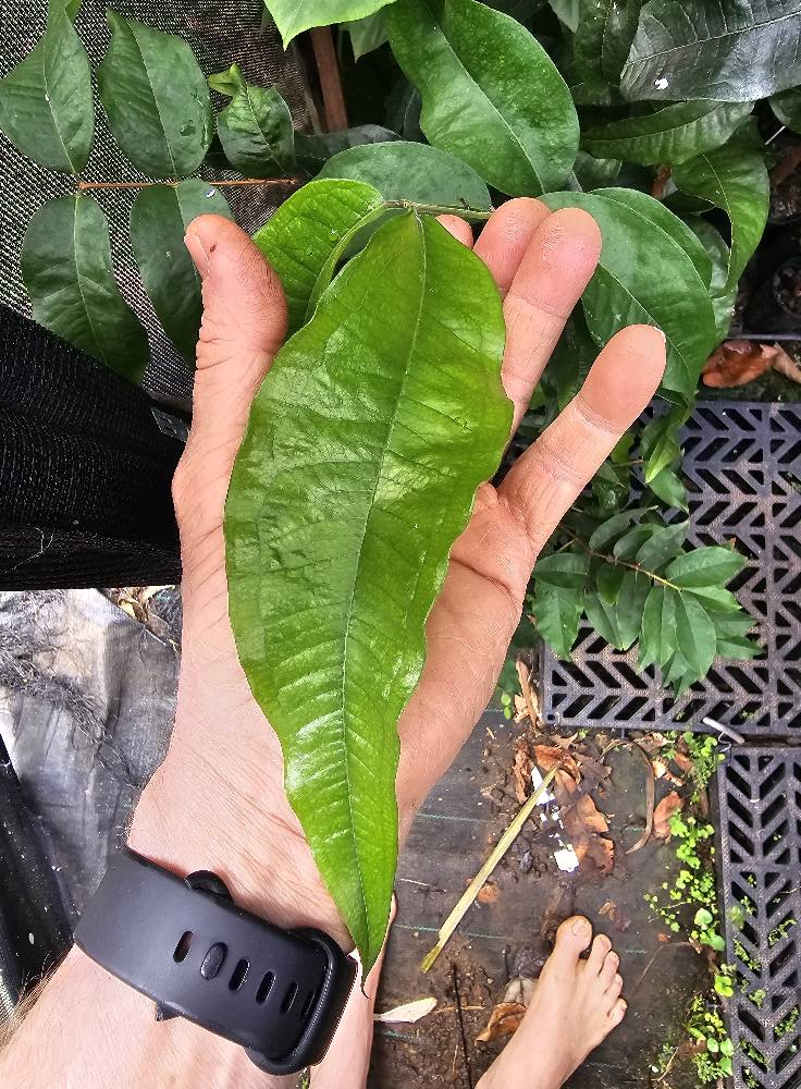 Plinia sp Giant Red Crystal - 1 potted plant / 1 getopfte Pflanze