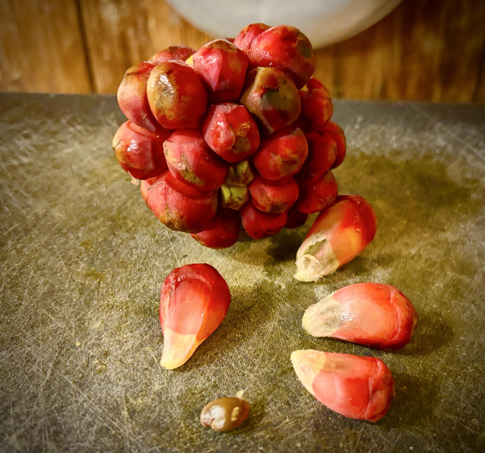 Kadsura coccinea "Red" - 1 fresh seed / 1 frischer Samen