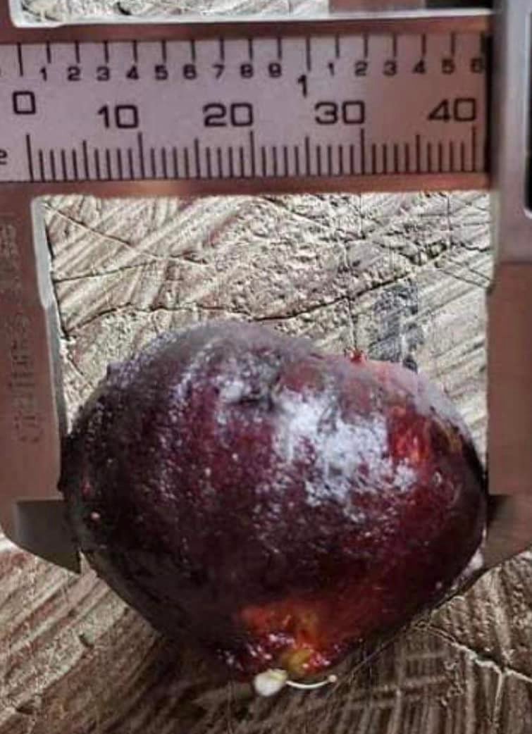 Plinia sp Giant Red Crystal - 1 potted plant / 1 getopfte Pflanze