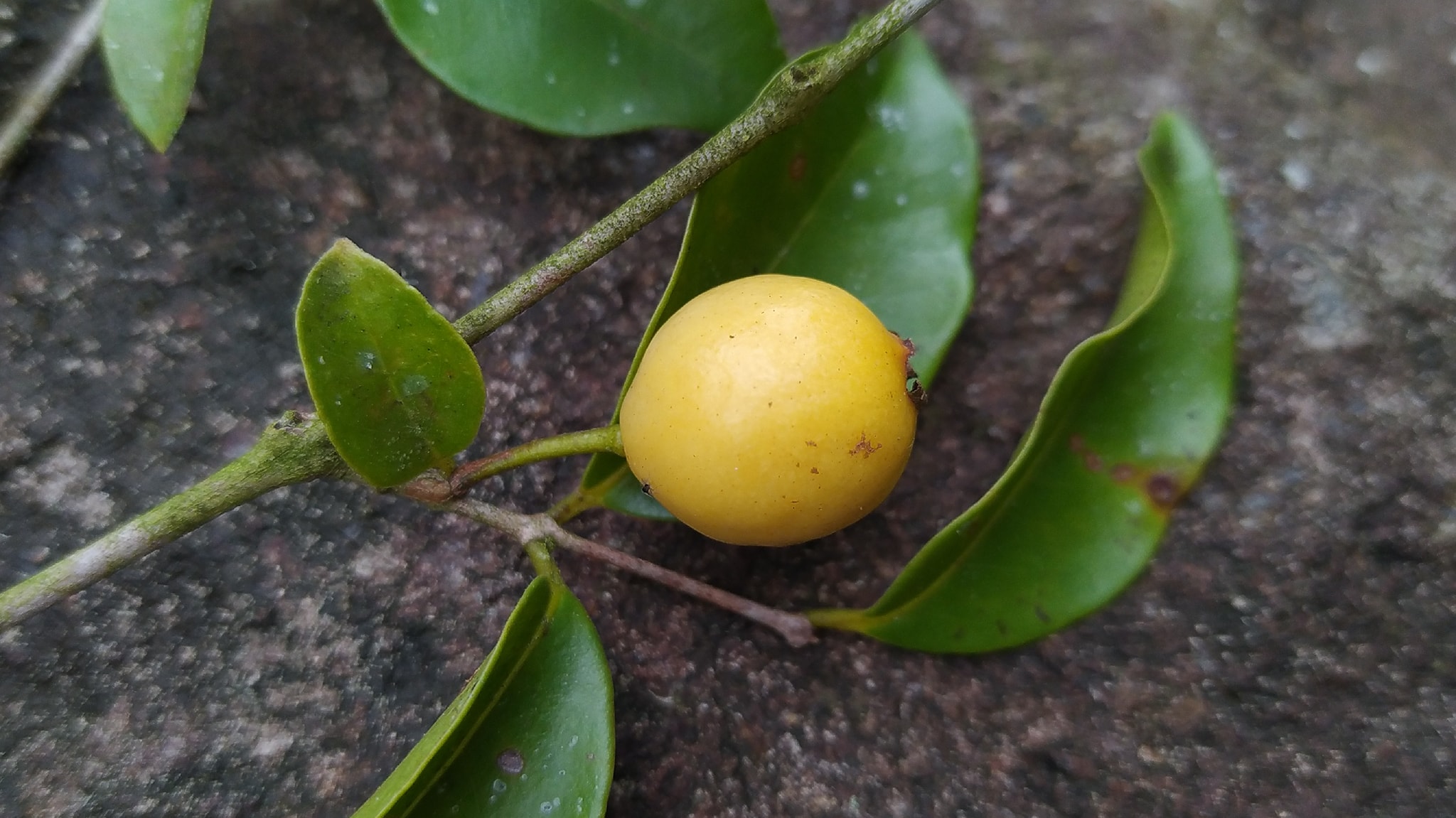 Psidium sartorianum - 1 fresh seed / 1 frischer Samen