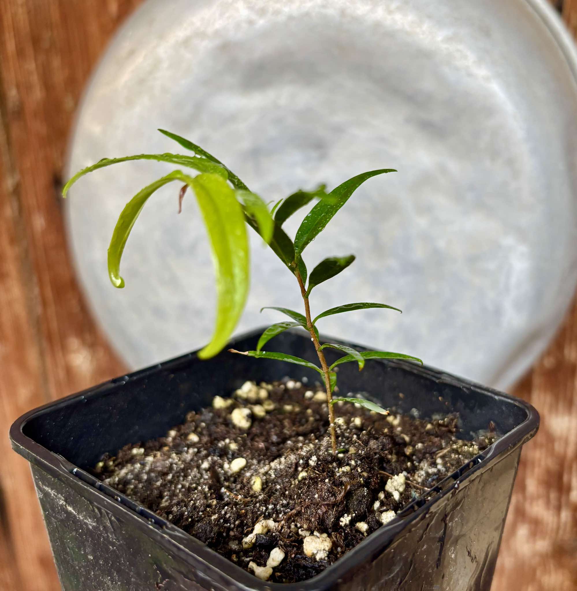 Marliera sp Cheirosa -  1 potted plant / 1 getopfte Pflanze