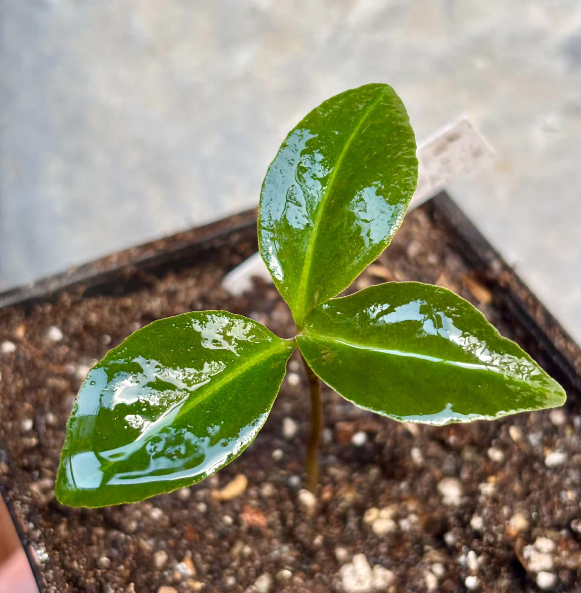 Stylogyne longifolia - 1 potted seedling / 1 getopfter Sämling