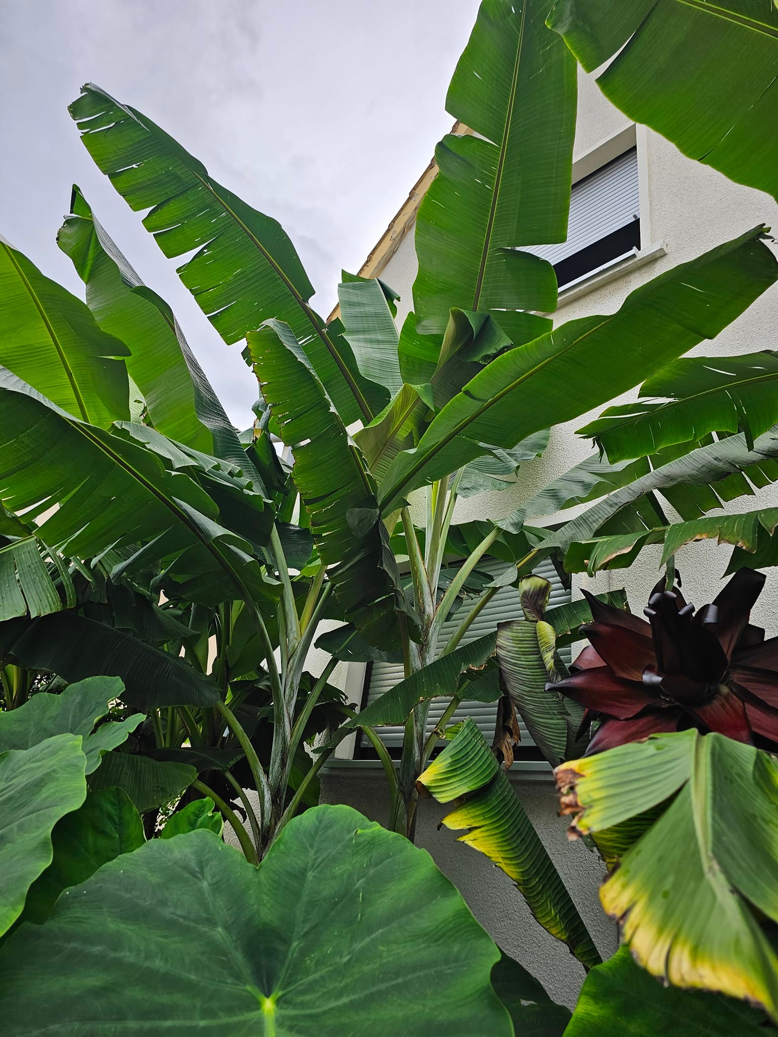 Musa griersonii - 1 small potted seedling / 1 kleiner, getopfter Sämling