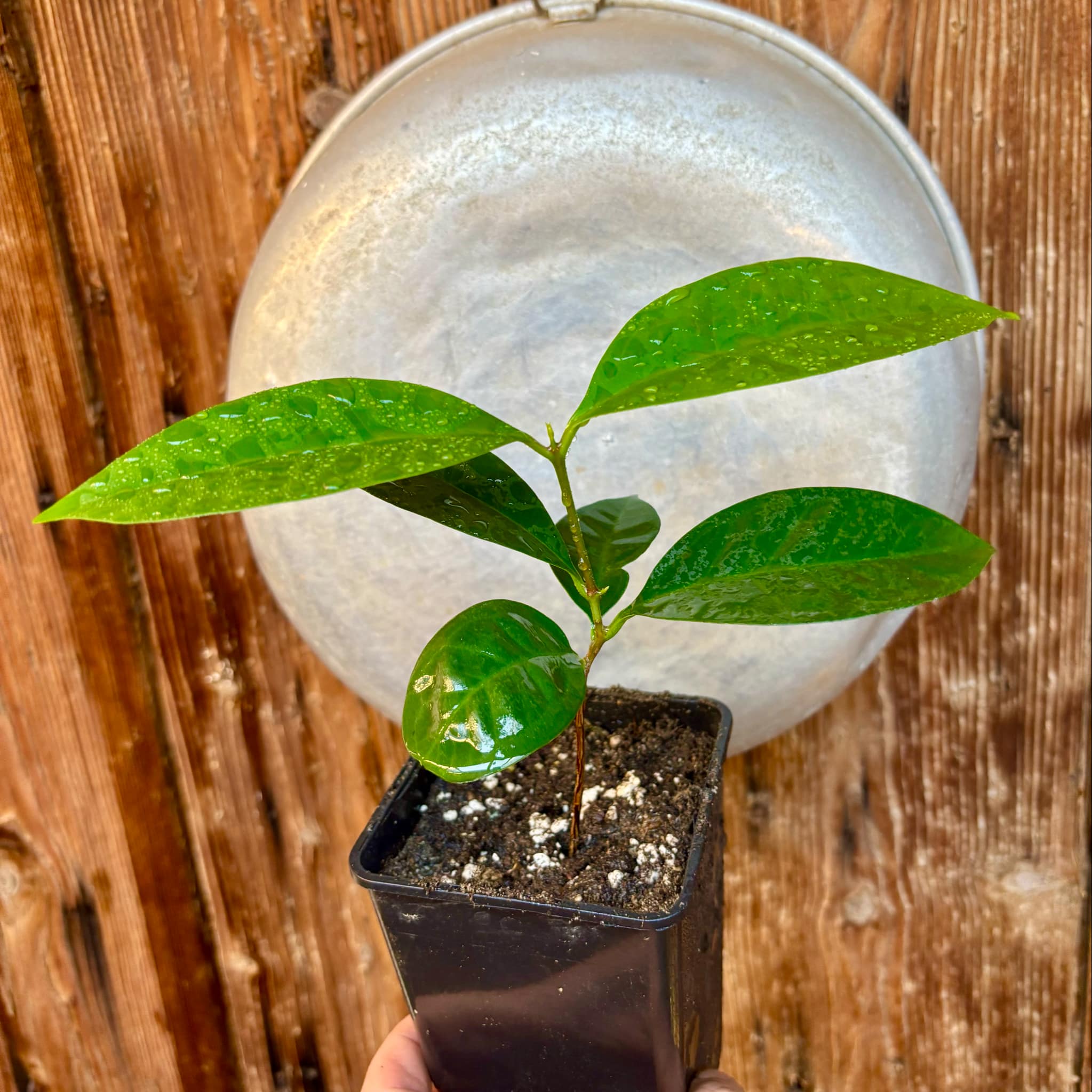 Syzygium angkae - 1 potted plant / 1 getopfte Pflanze