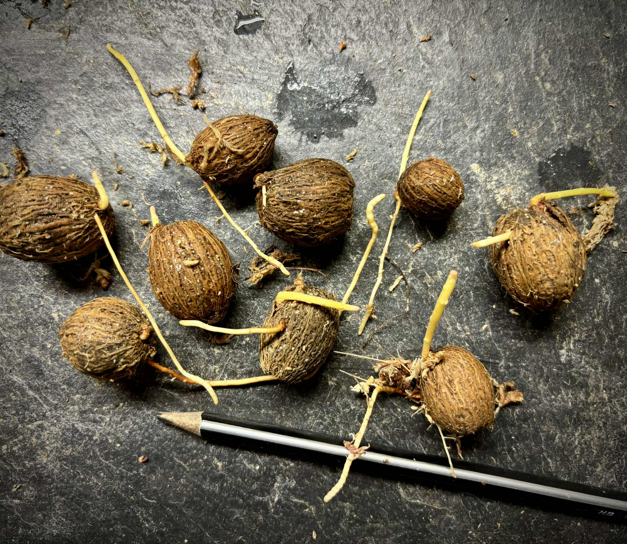 Eugenia sp Itayuba - 1 germinated seed / 1 gekeimter Samen