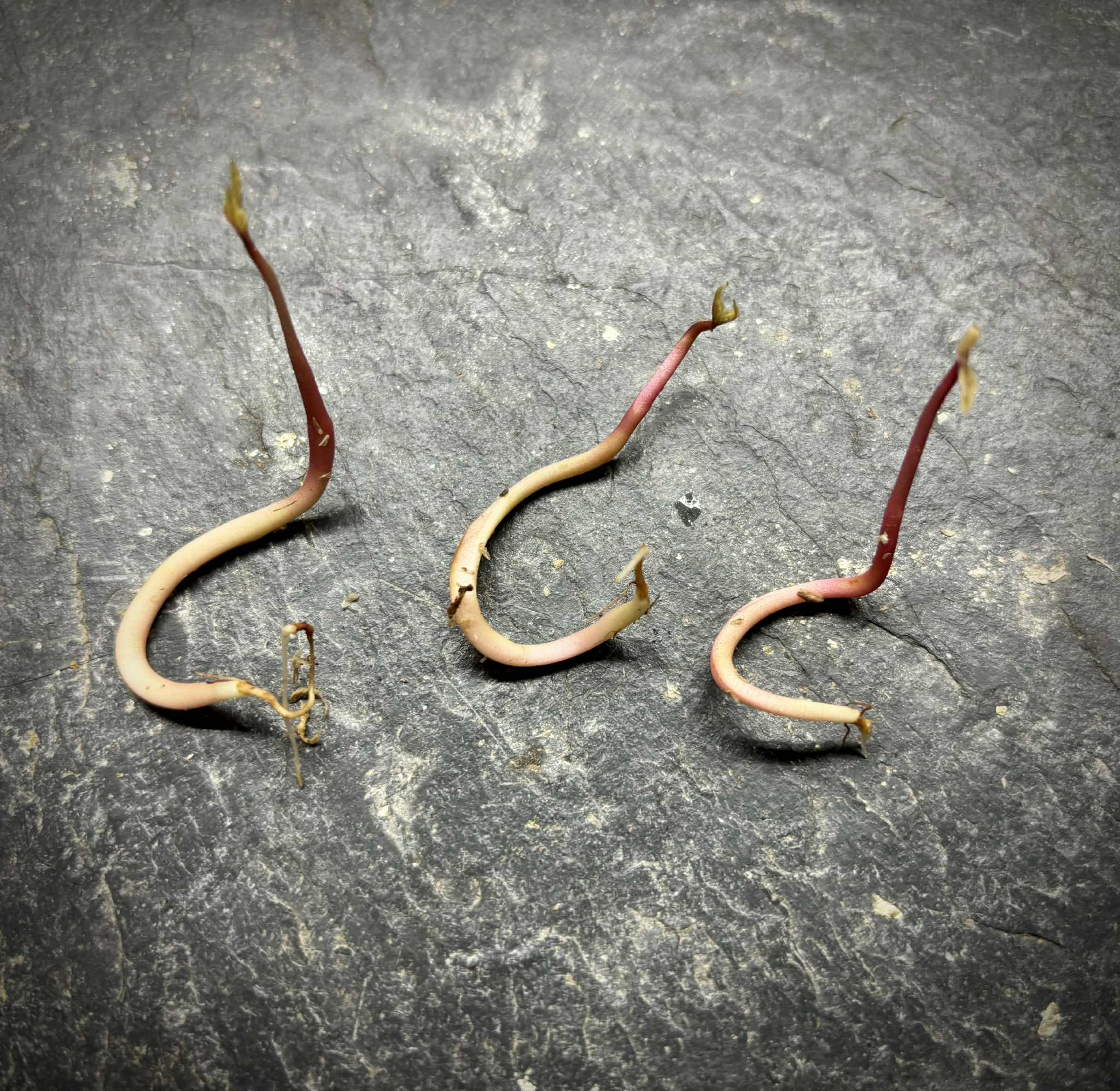 Campomanesia xanthocarpa -  1 germinated seed / 1 gekeimter Samen