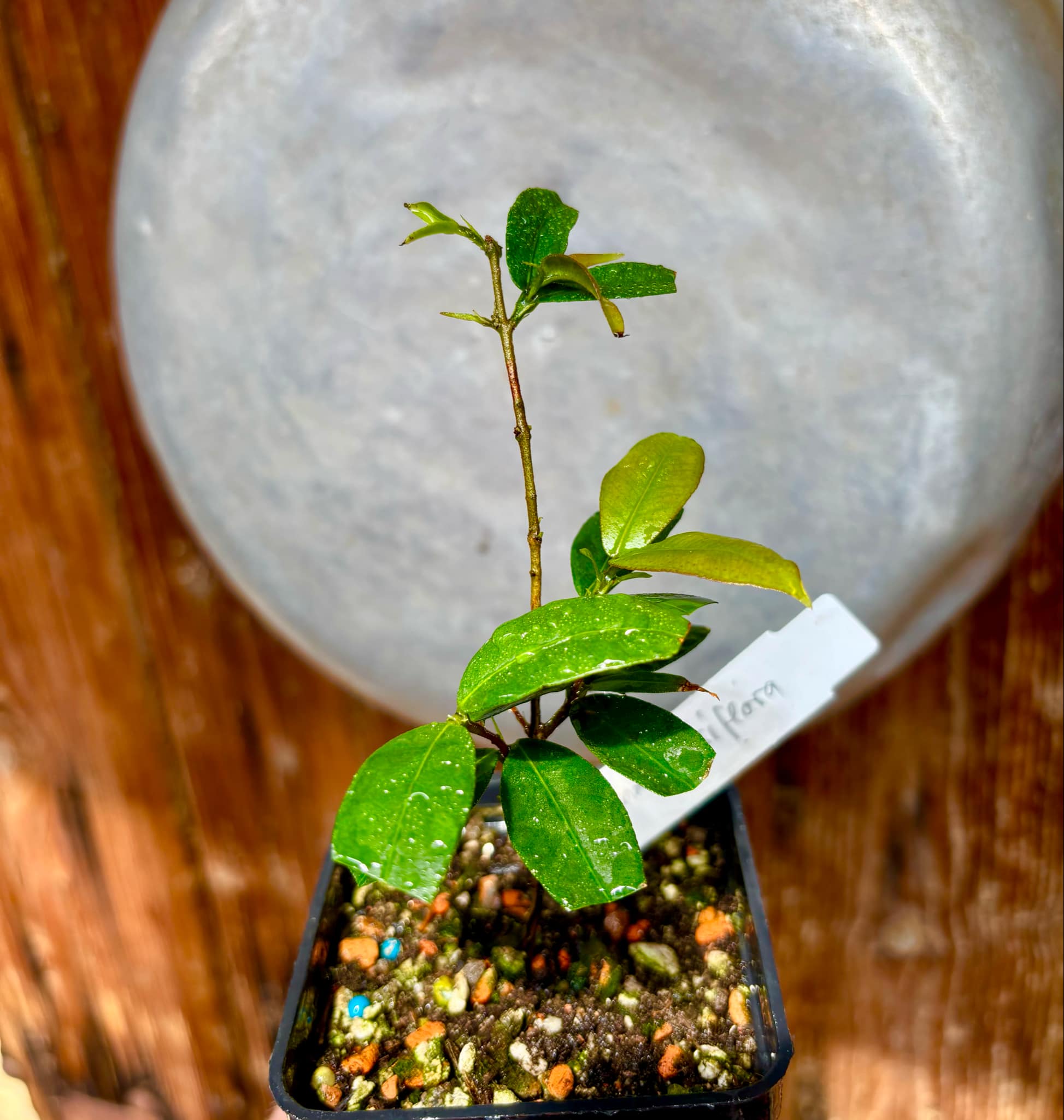 Siphoneugena densiflora - 1 potted plant/ 1  getopfte Pflanze
