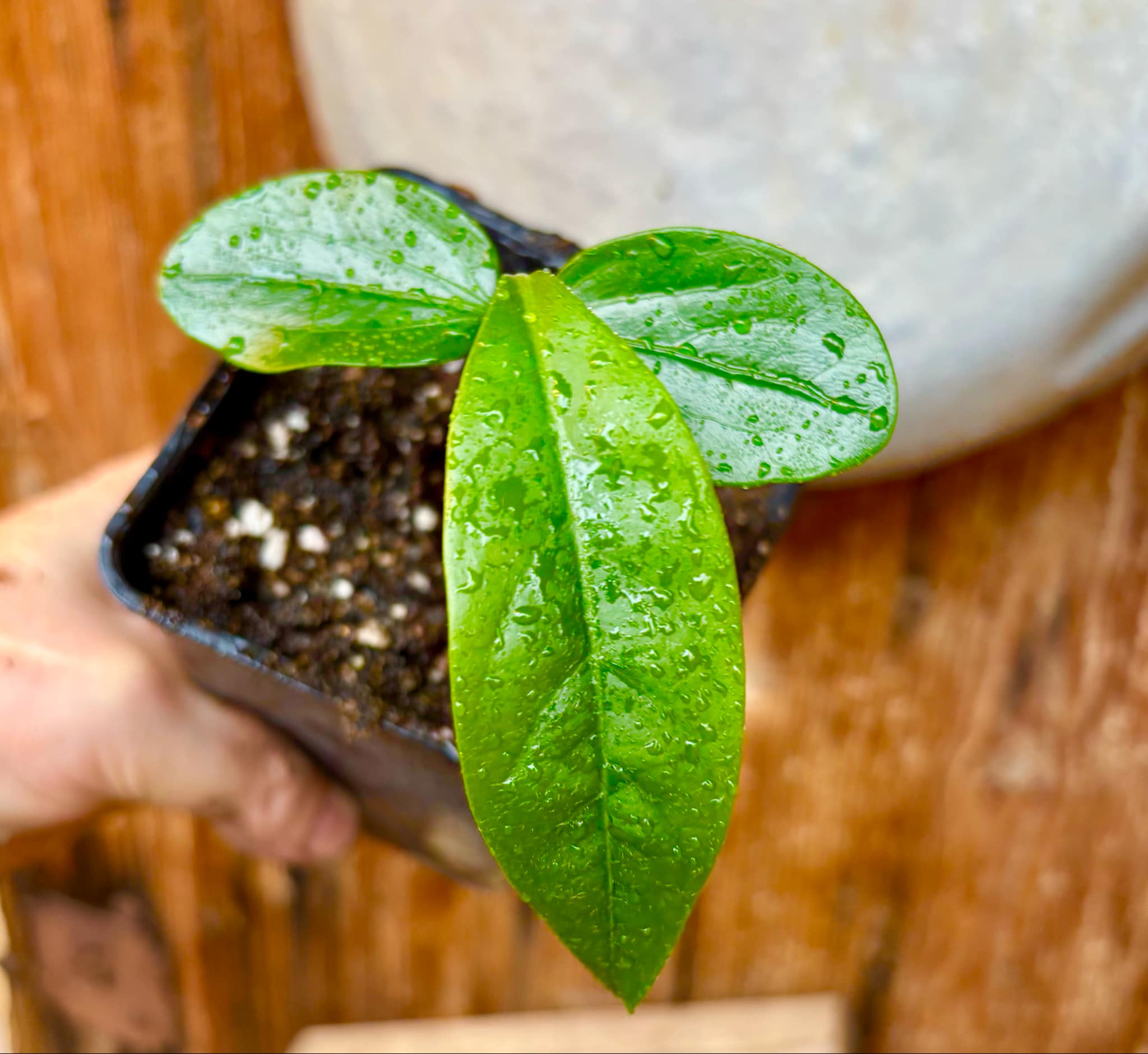 Aquai (Chrysophyllum gonocarpum)  -  1 small potted seedling / 1 kleiner, getopfter Sämling