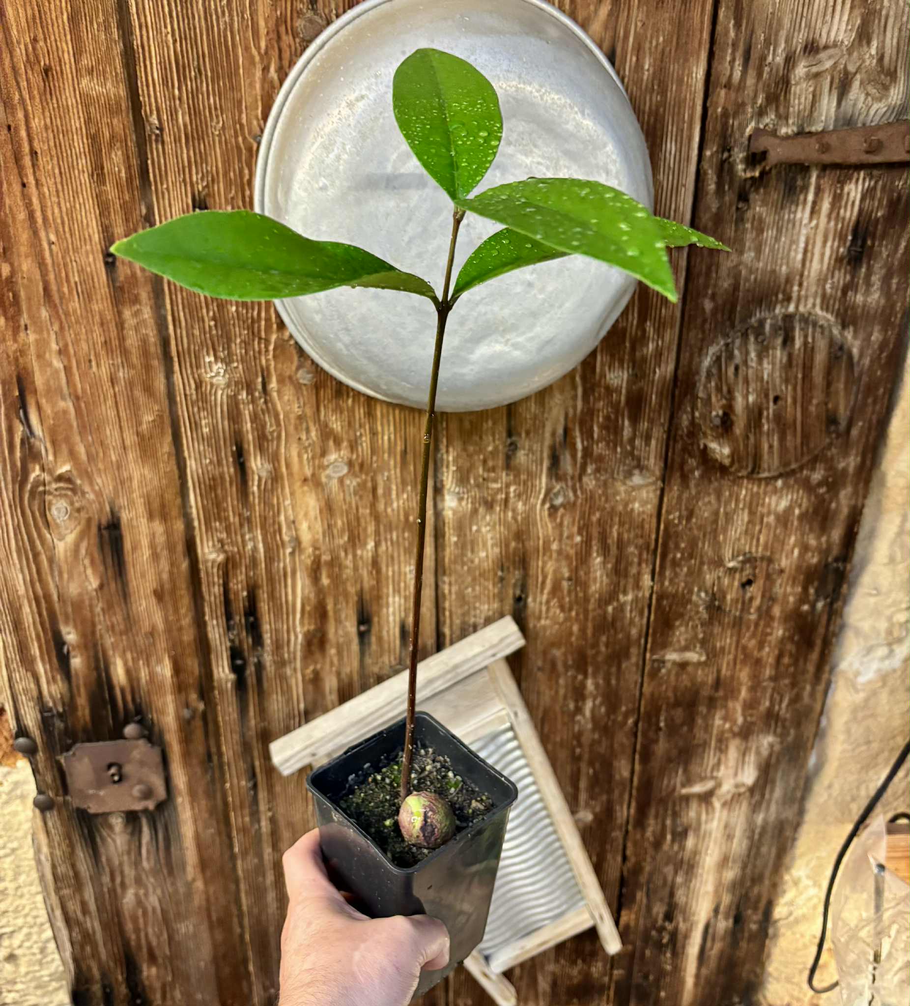 Eugenia sp Maca BIG -  1 potted seedling / 1 getopfter Sämling