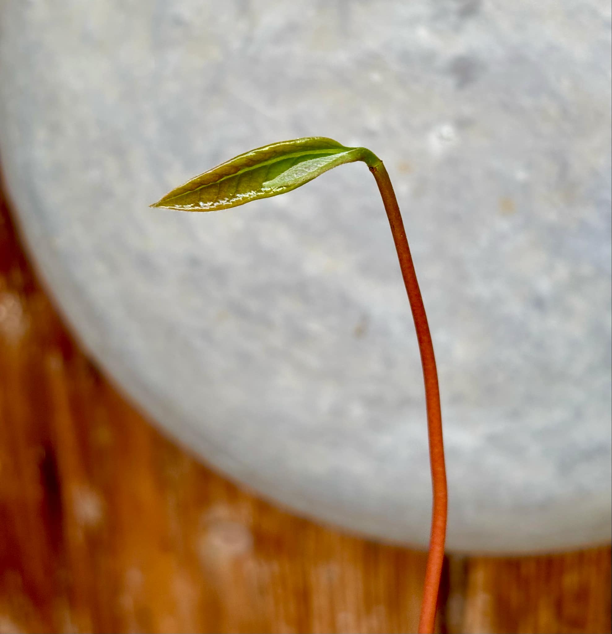 Annona purpurea - Soncoya -  1 small potted seedling / 1 kleiner, getopfter Sämling