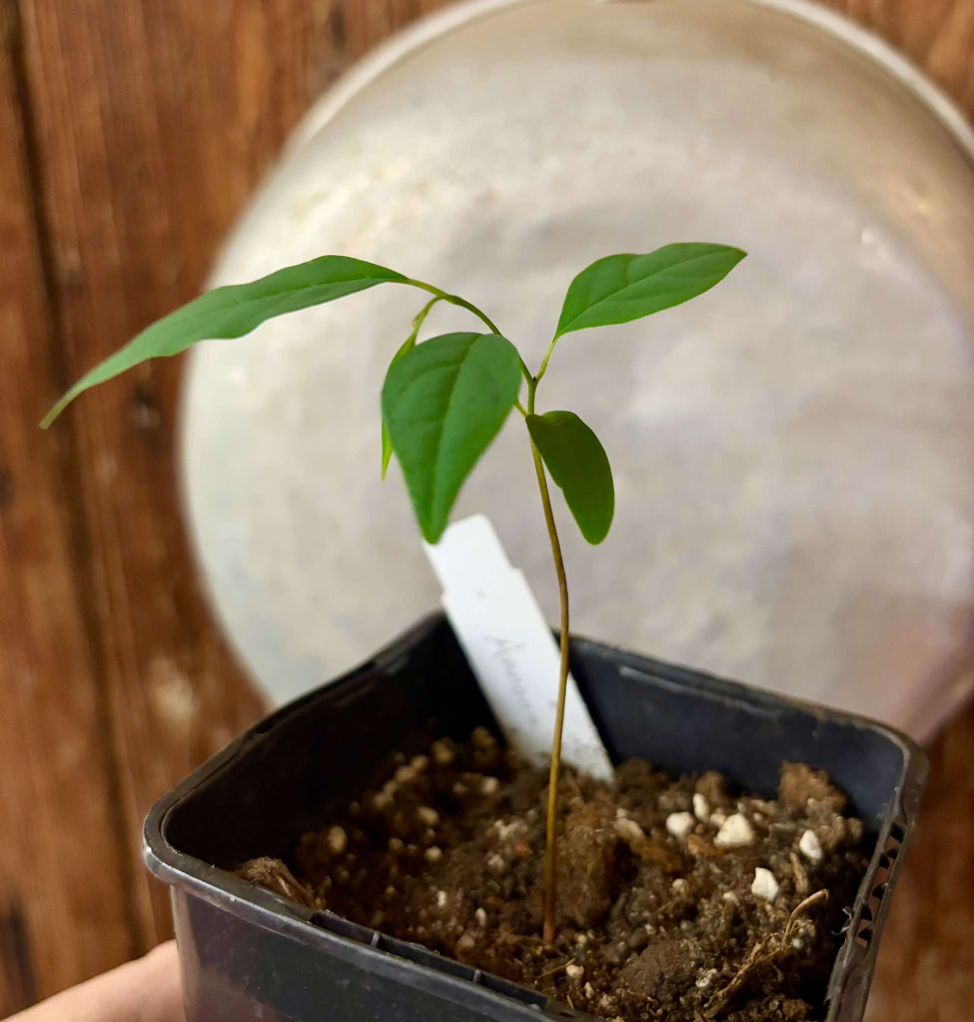 Annona emarginata - 1 potted plant / 1 getopfte Pflanze