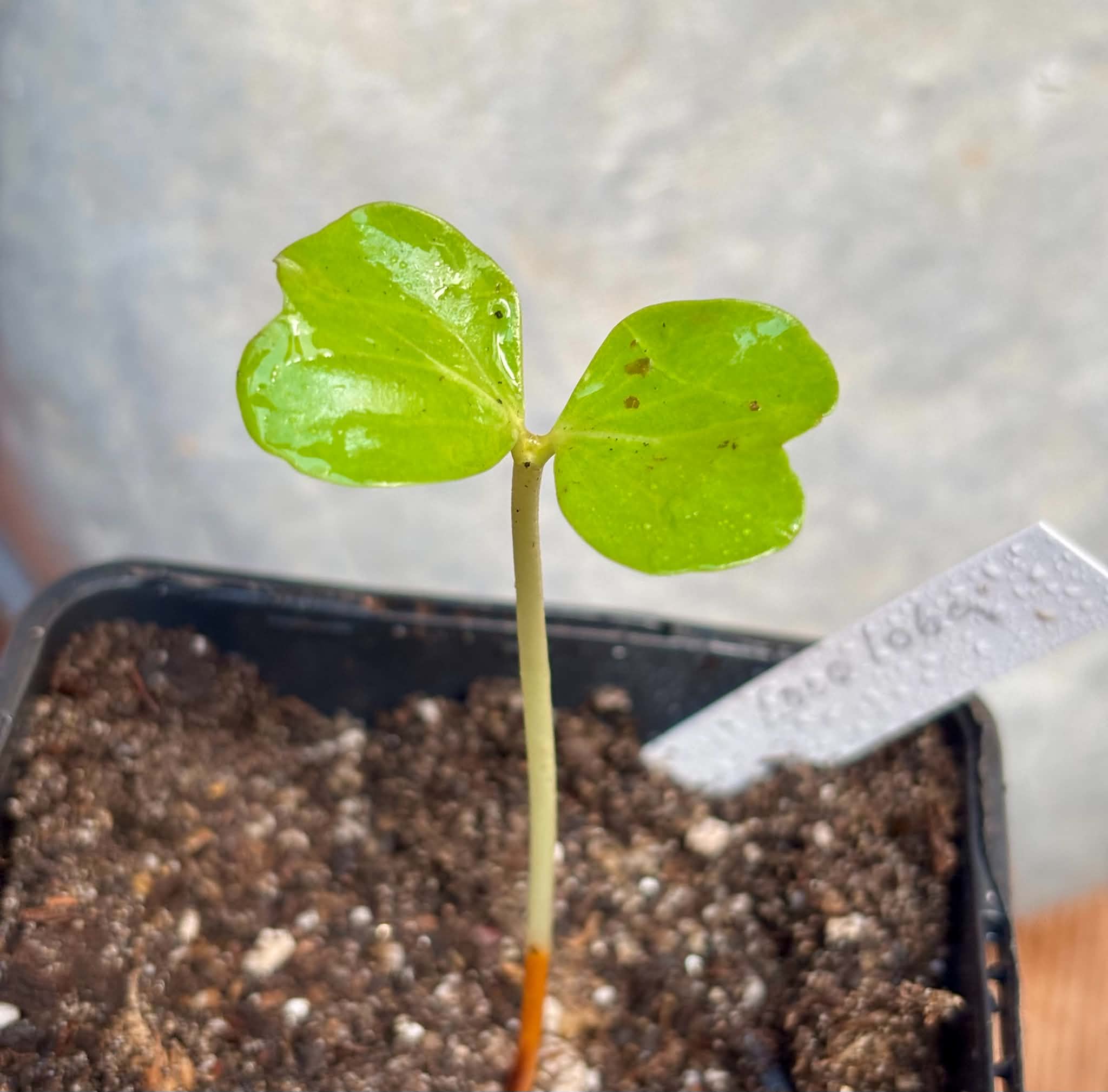 Sea Grape (Coccoloba uvifera)  -  1 potted seedling / 1 getopfter Sämling