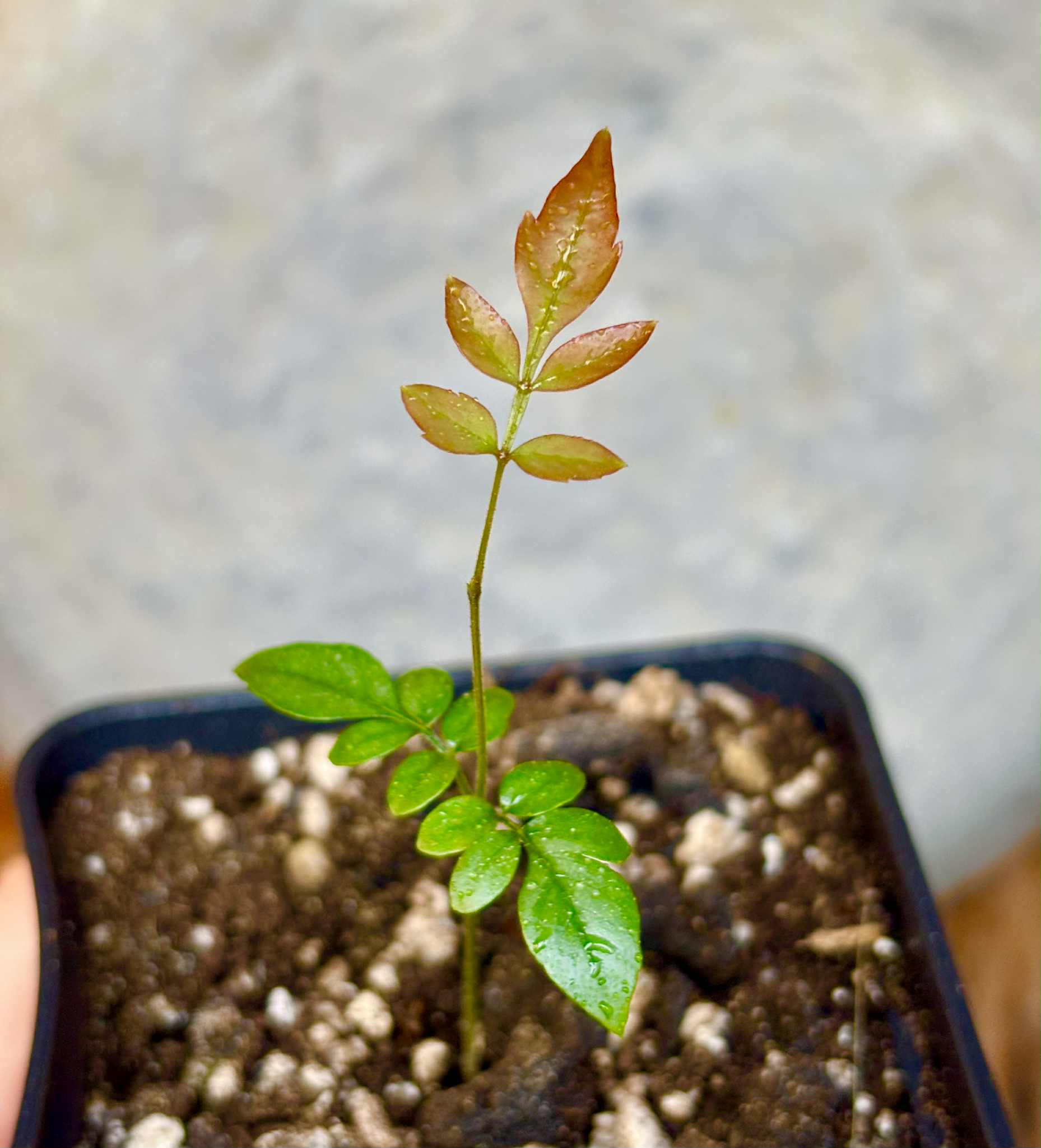 Guaraná-Samambaia (Paullinia rhomboidea) - 1 potted seedling / 1 getopfter Sämling