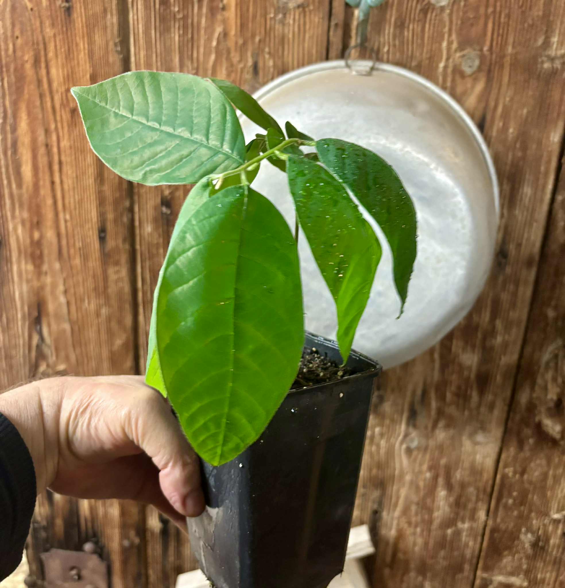 Annona sylvatica - 1 potted plant / 1 getopfte Pflanze