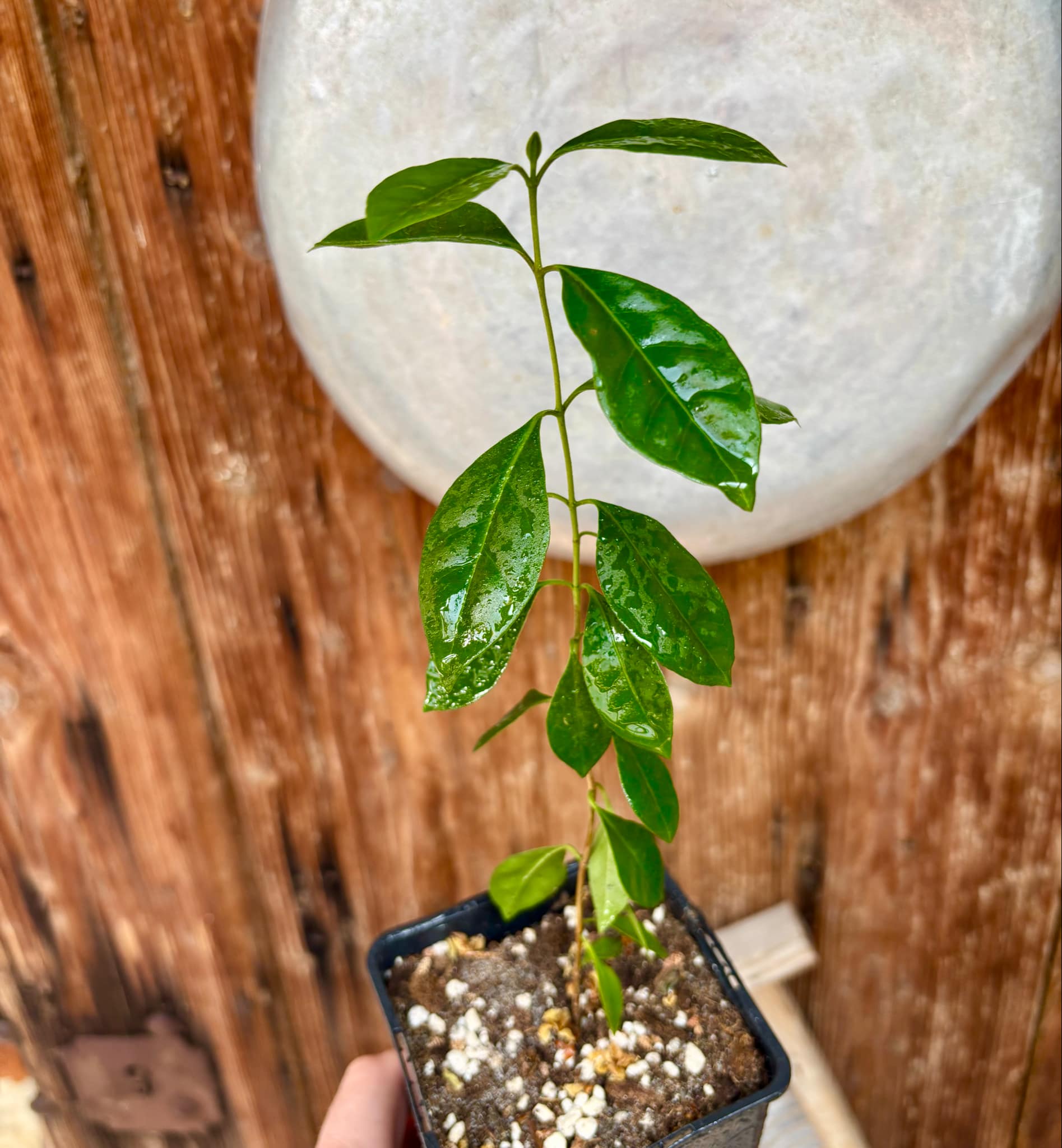Psidium cattleyanum - Strawberry Guava  - 1 potted plant / 1 getopfte Pflanze