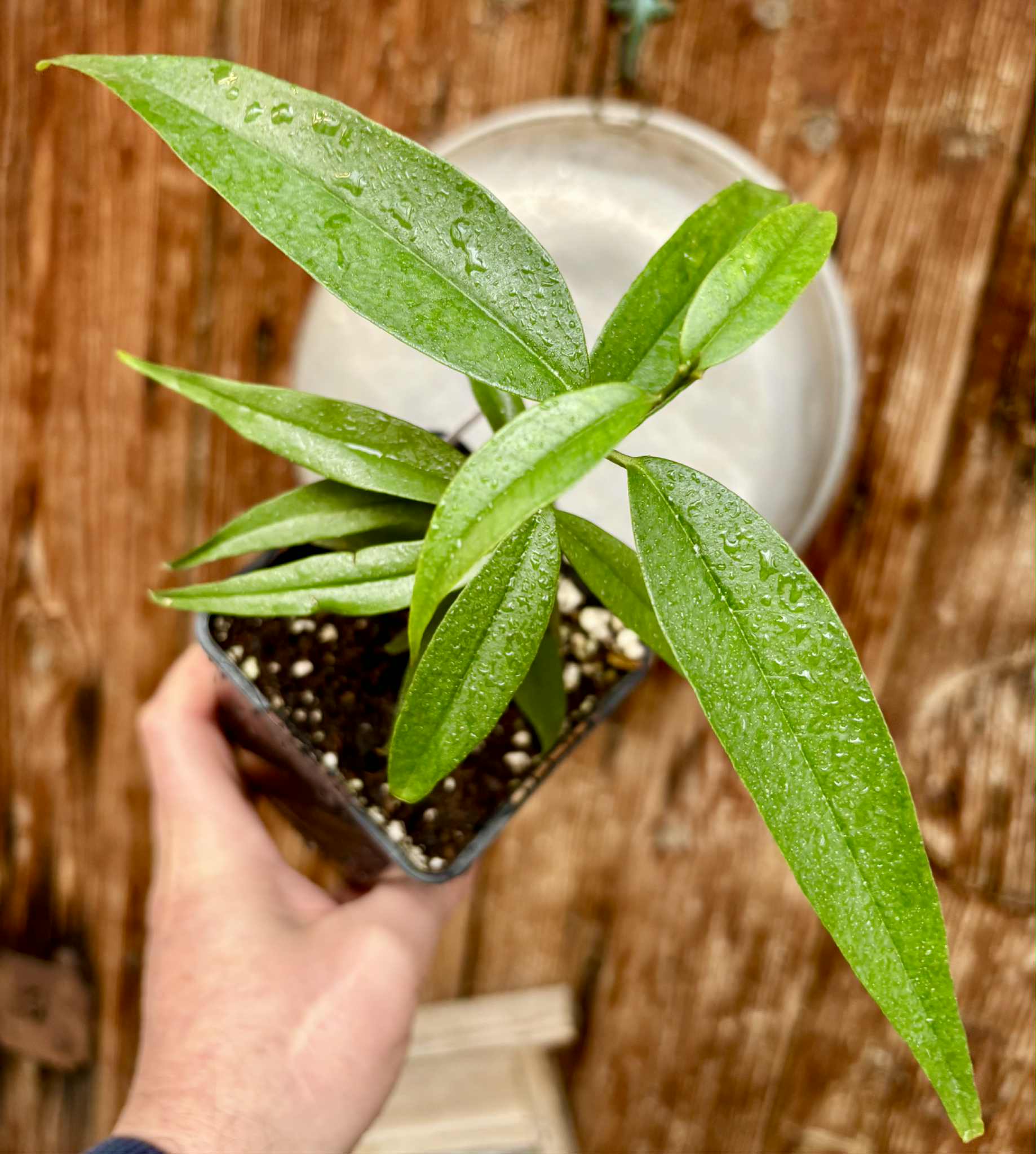 Eugenia bahiensis var. Sementes pintada  - 1 potted plant / 1 getopfte Pflanze