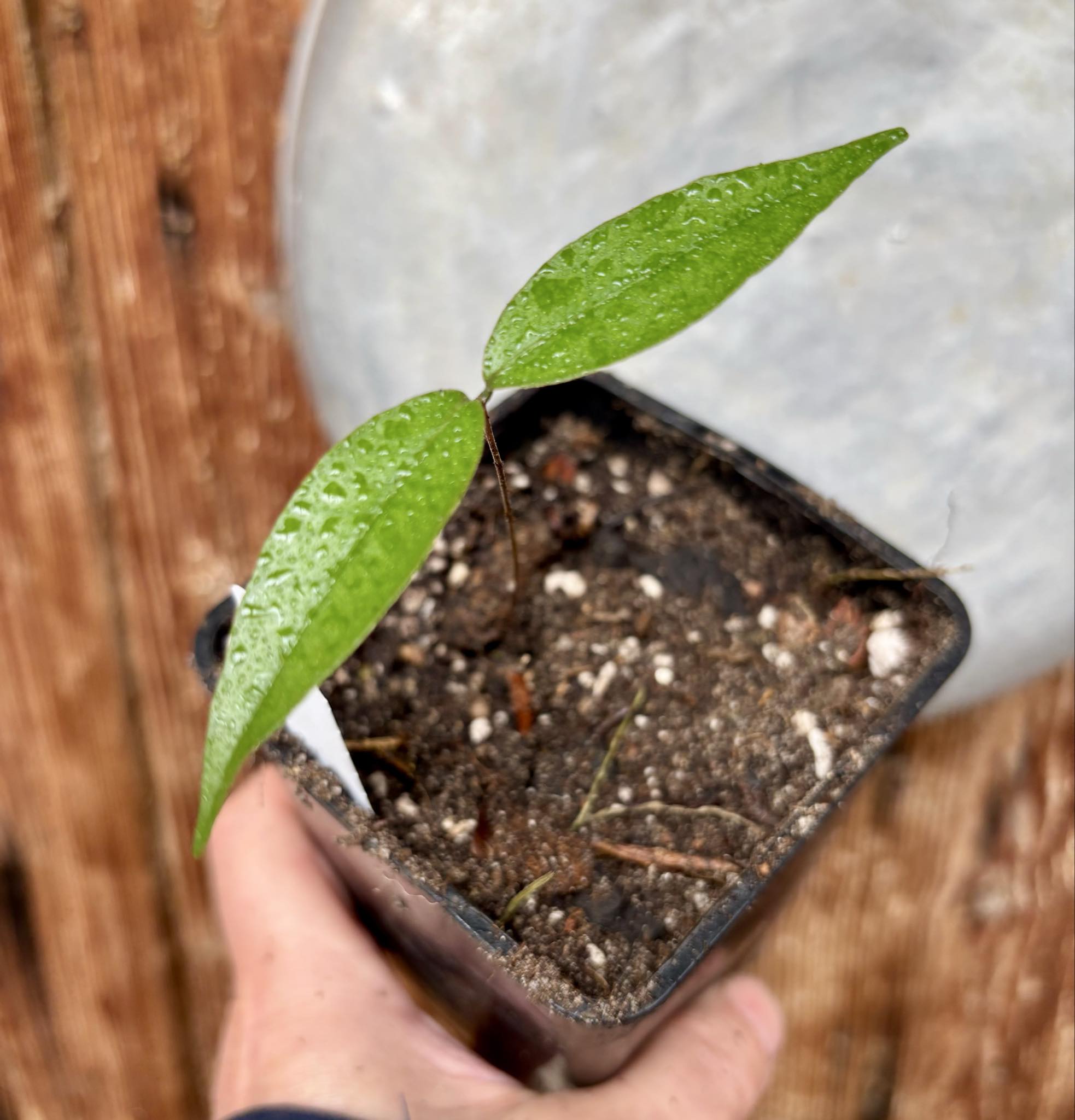Neomitranthes sp Rubi - 1 potted seedling / 1 getopfter Sämling