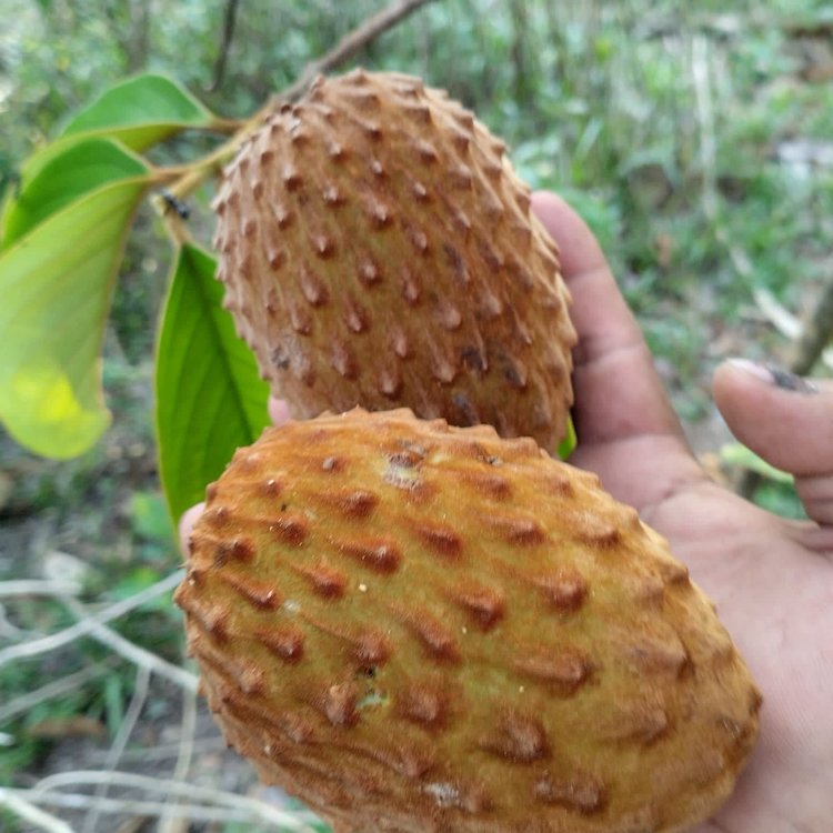 Annona aff excellens - 1 potted seedling / 1 getopfter Sämling