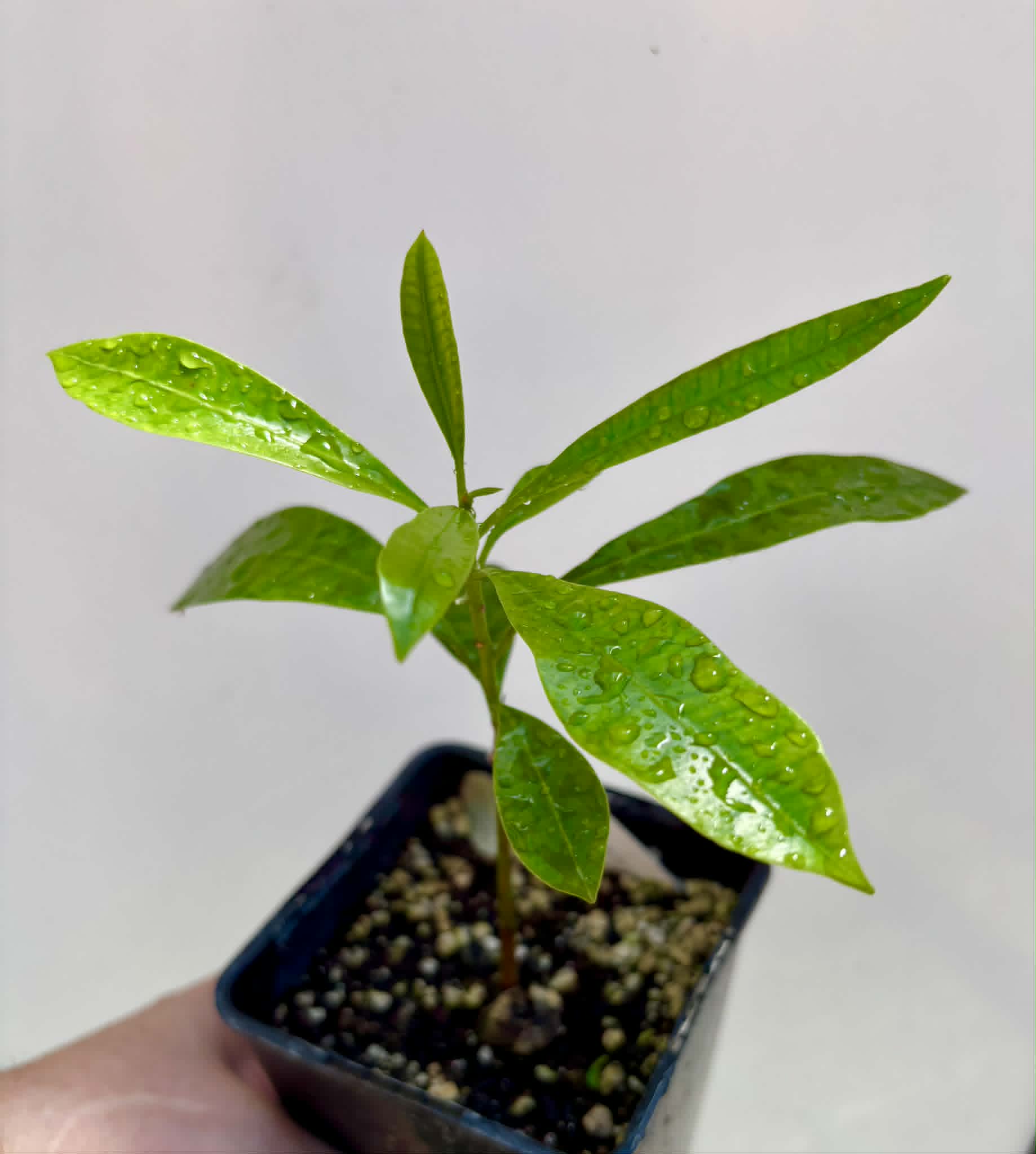 Pouteria macahensis - 1 potted seedling / 1 getopfter Sämling