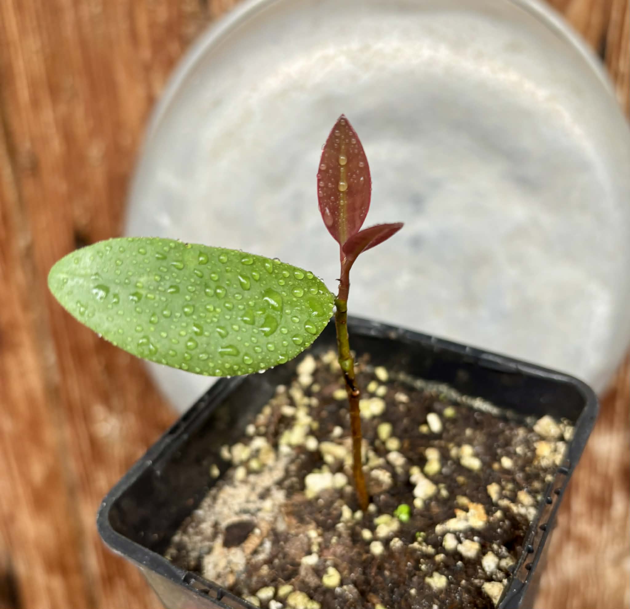 Eugenia sp Unana -  1 potted seedling / 1 getopfter Sämling