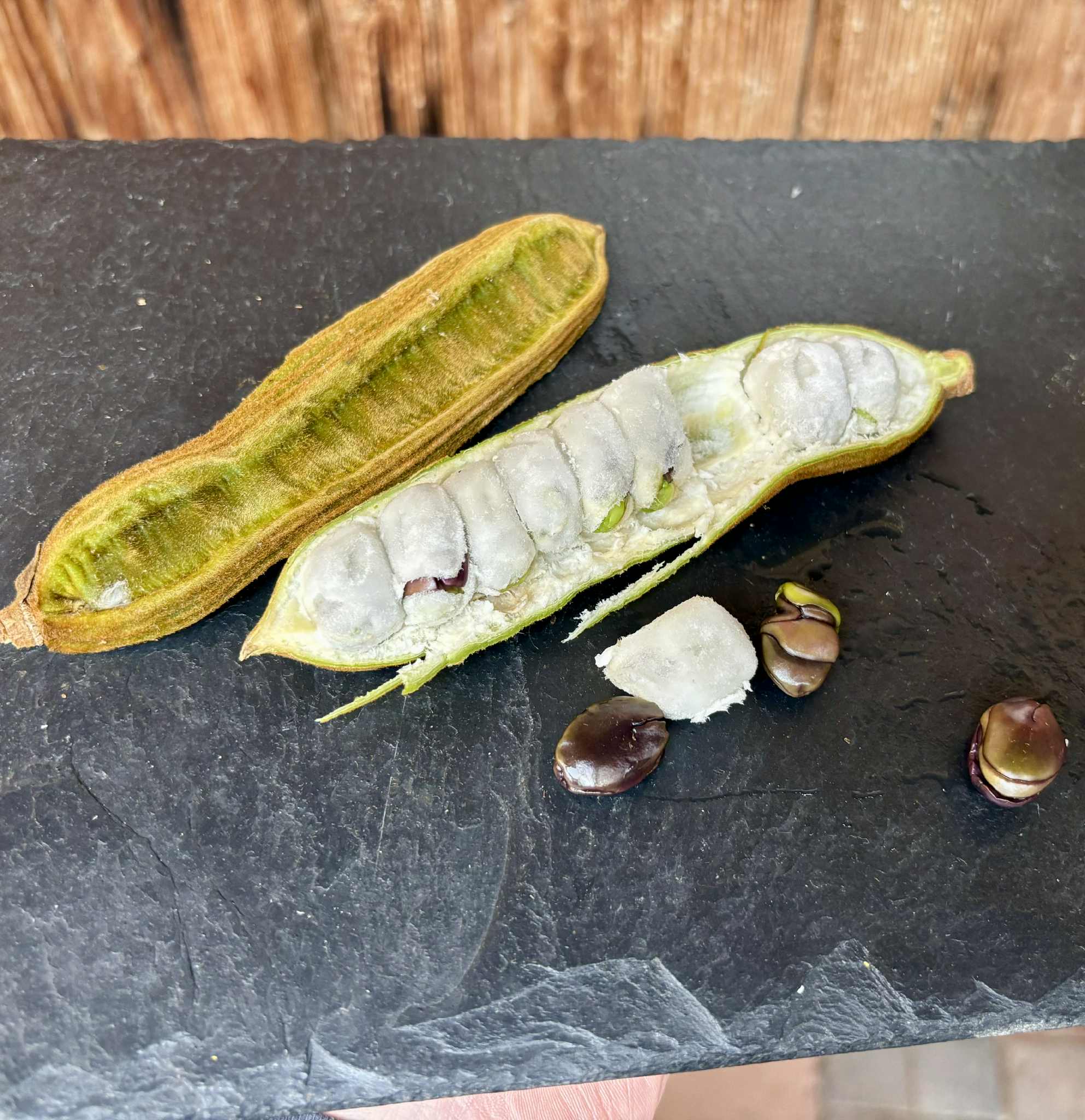 Inga velutina  - 1 fresh seed / 1 frischer Samen