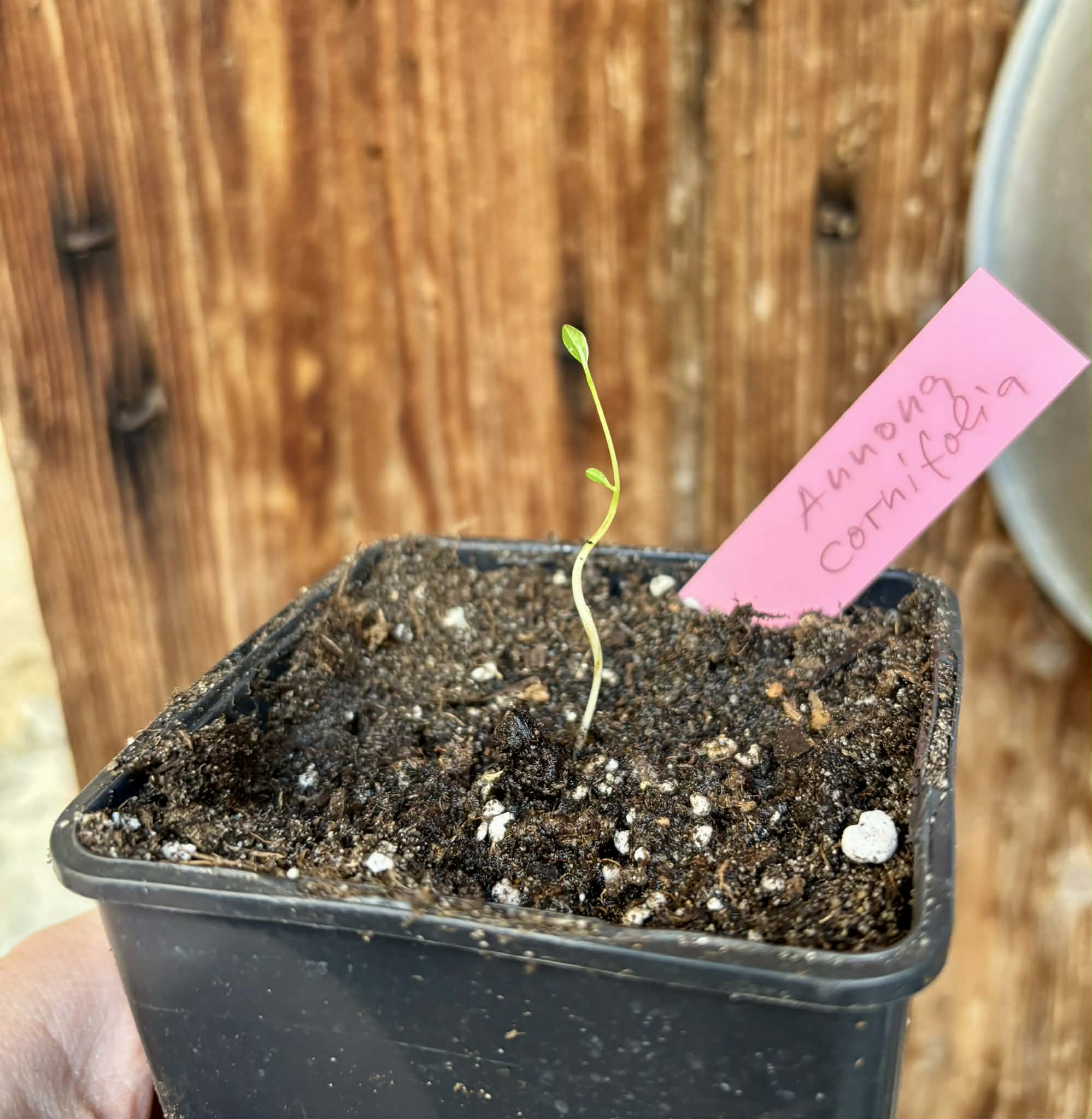 Annona cornifolia - Araticum de Raposa  - 1 potted seedling / 1 getopfter Sämling