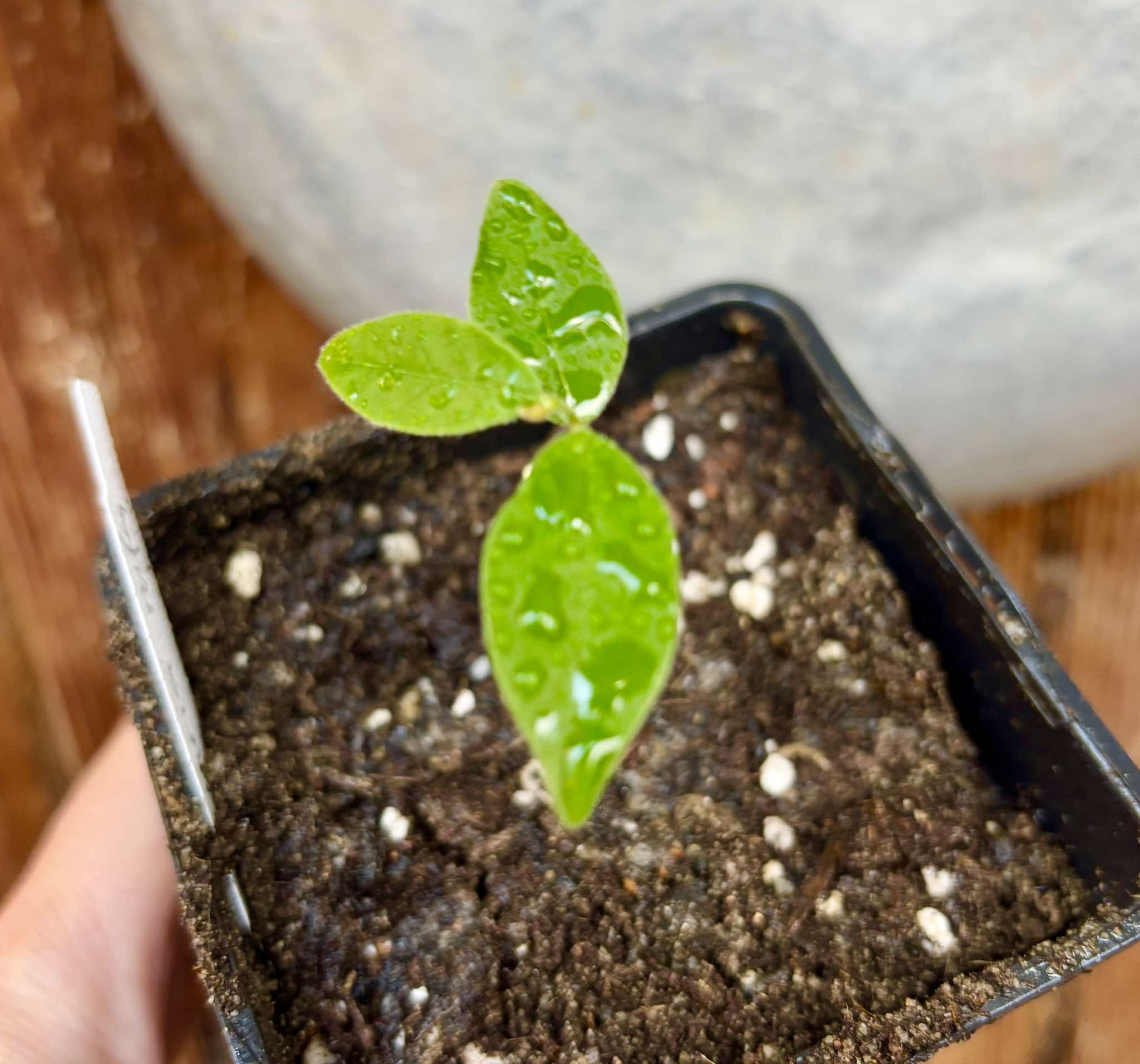 Uvaria rufa - 1 potted plant / 1 getopfte Pflanze Uvaria rufa - 1 potted plant / 1 getopfte Pflanze