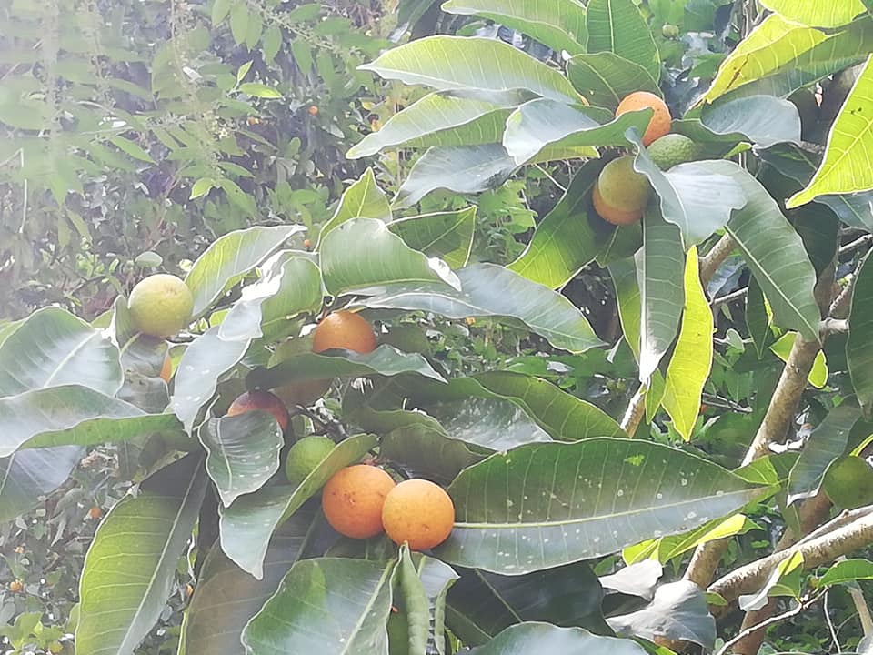 Brosimum alicastrum - Maya nut / Maya Nuss - 1 fresh seed / 1 frischer Samen