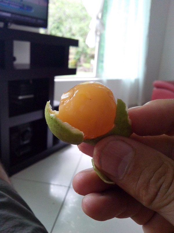 only 2 available - Guaya (Melicoccus oliviformis) - 1 germinated seed / 1 gekeimter Samen